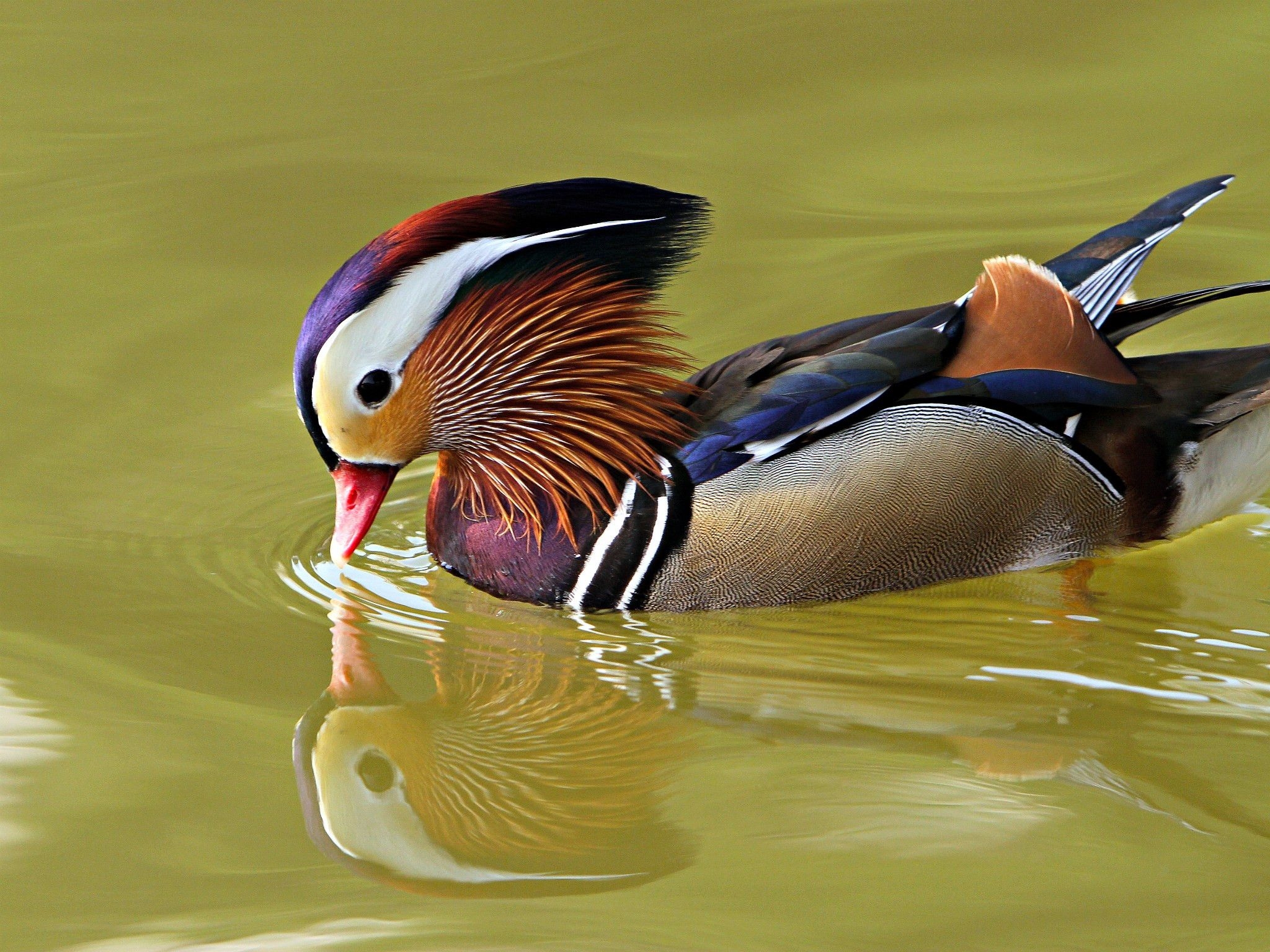 2050x1540 Mandarin Duck Wallpaper 55 Top Free Mandarin Duck HD Wallpaper For Mobile Phone. Duck wallpaper, Amazing HD wallpaper, Mandarin duck, Desktop