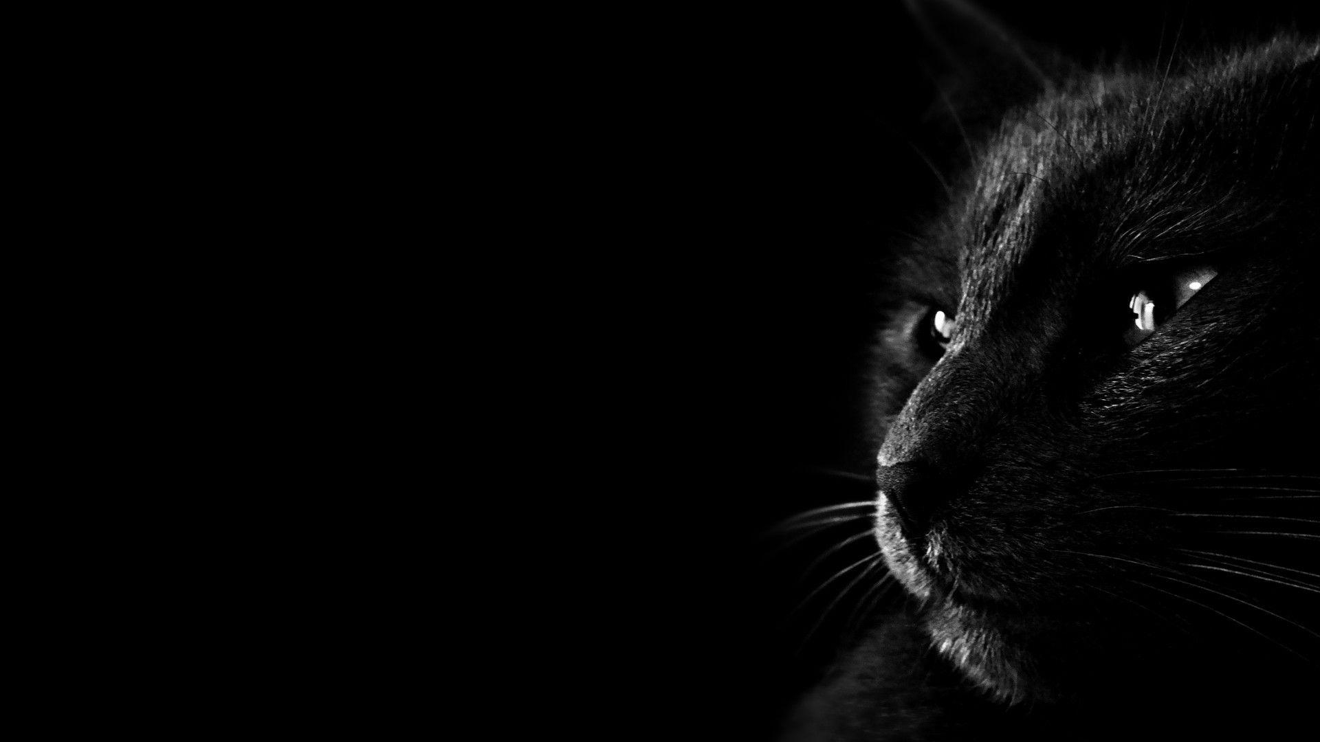1920x1080 Black Cat Wallpaper background picture, Desktop