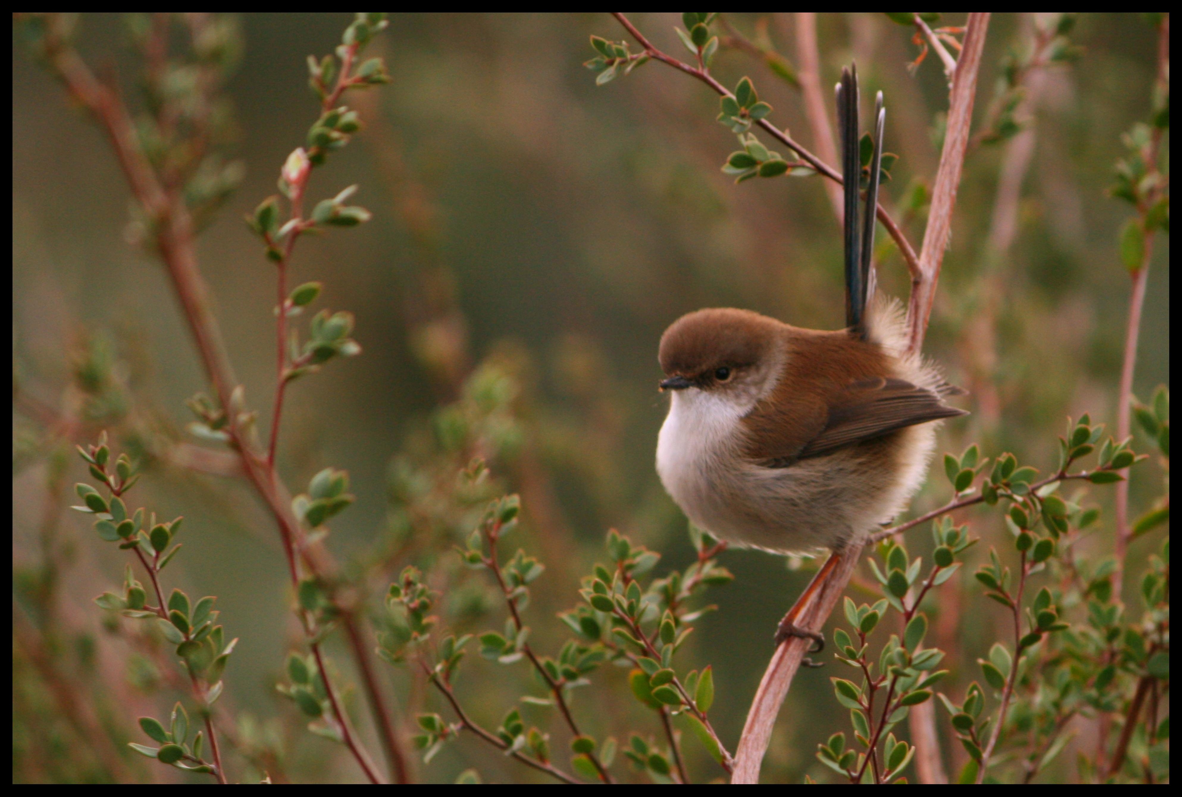 3980x2680 Wren Wallpaper. Wren Wallpaper, Desktop