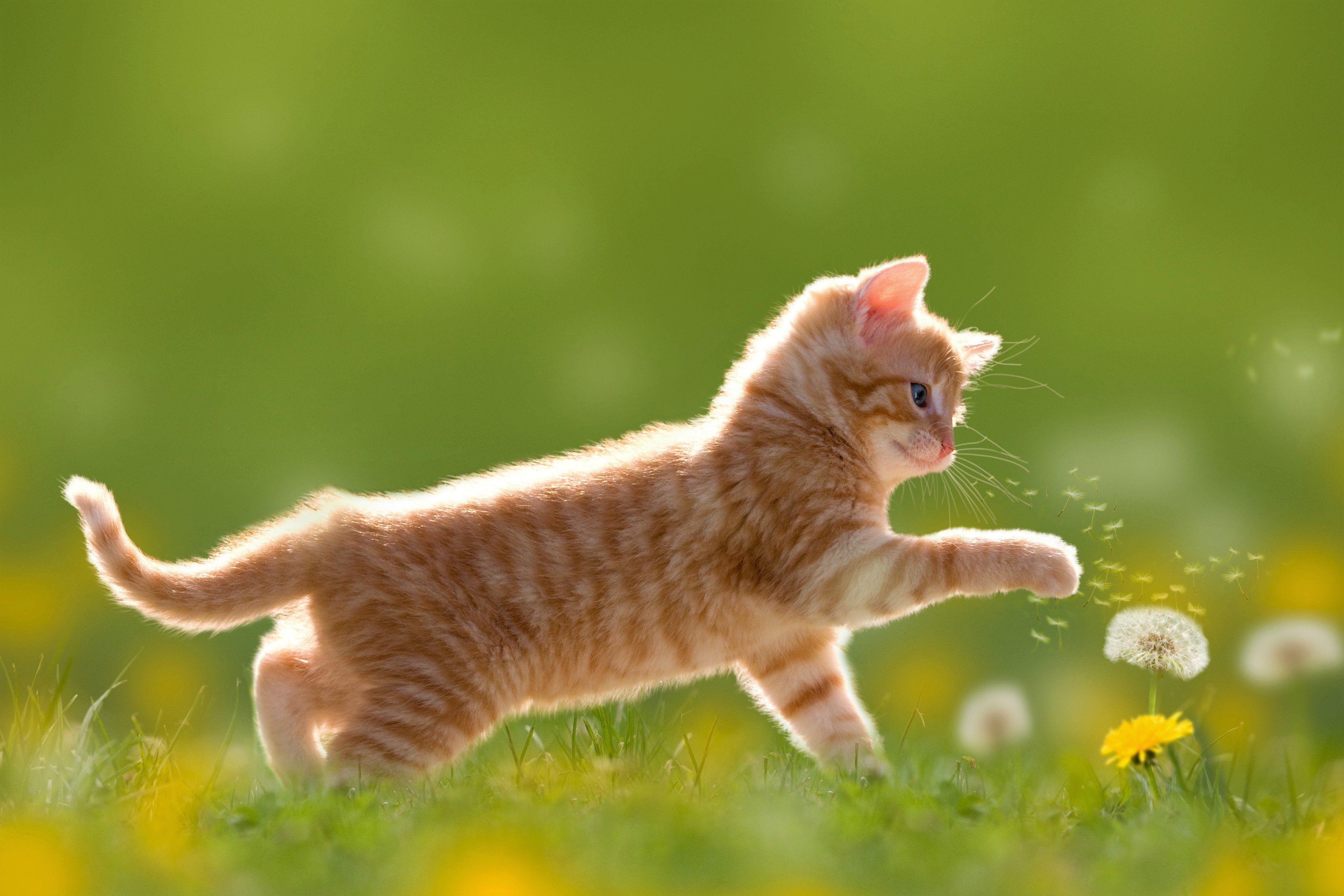 3840x2560 Kitten in Spring Field 4k Ultra HD Wallpaper. Background Image, Desktop