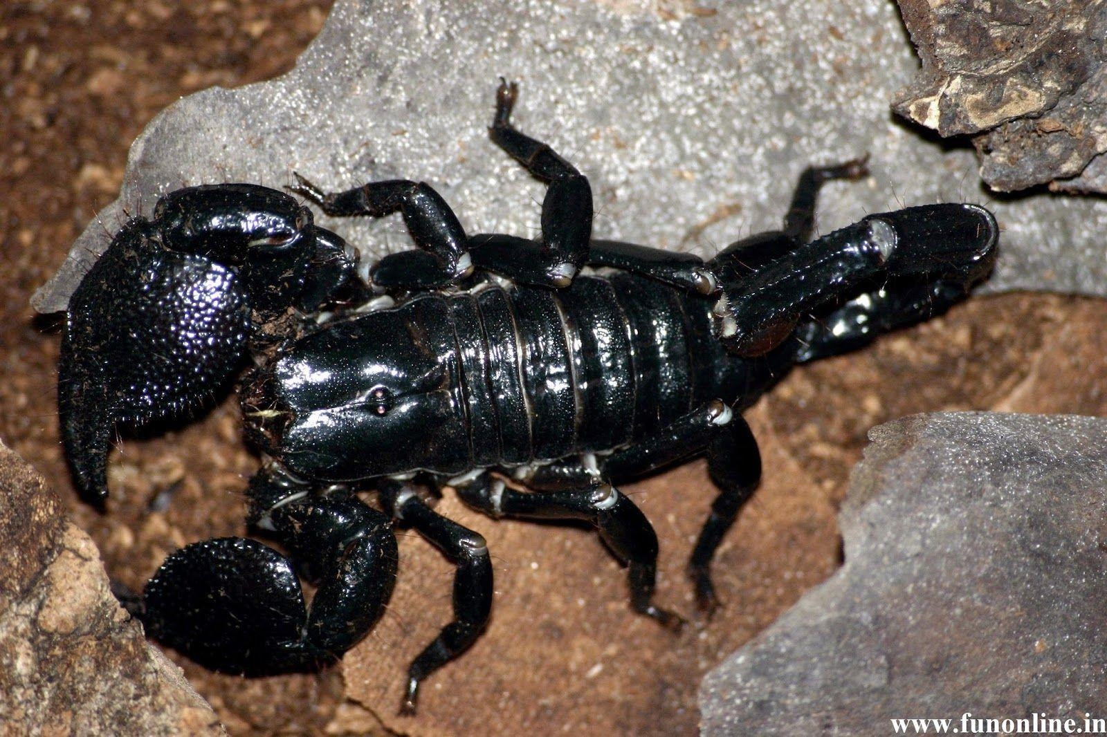 1600x1070 Wallpaper HD For Desktop Background: Black Scorpion HD, Desktop