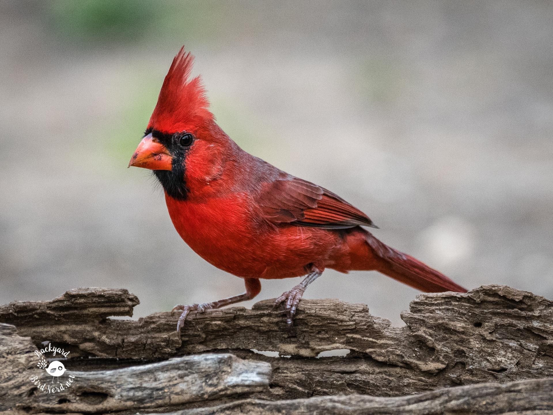 1920x1440 Texas Hill Country. Backyard Bird Nerd. Victoria, TX, Desktop