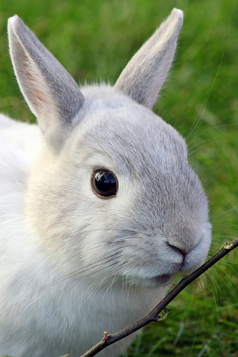 800x1200 Rabbit Picture, plus see show rabbits and lots of bunny picture, Phone