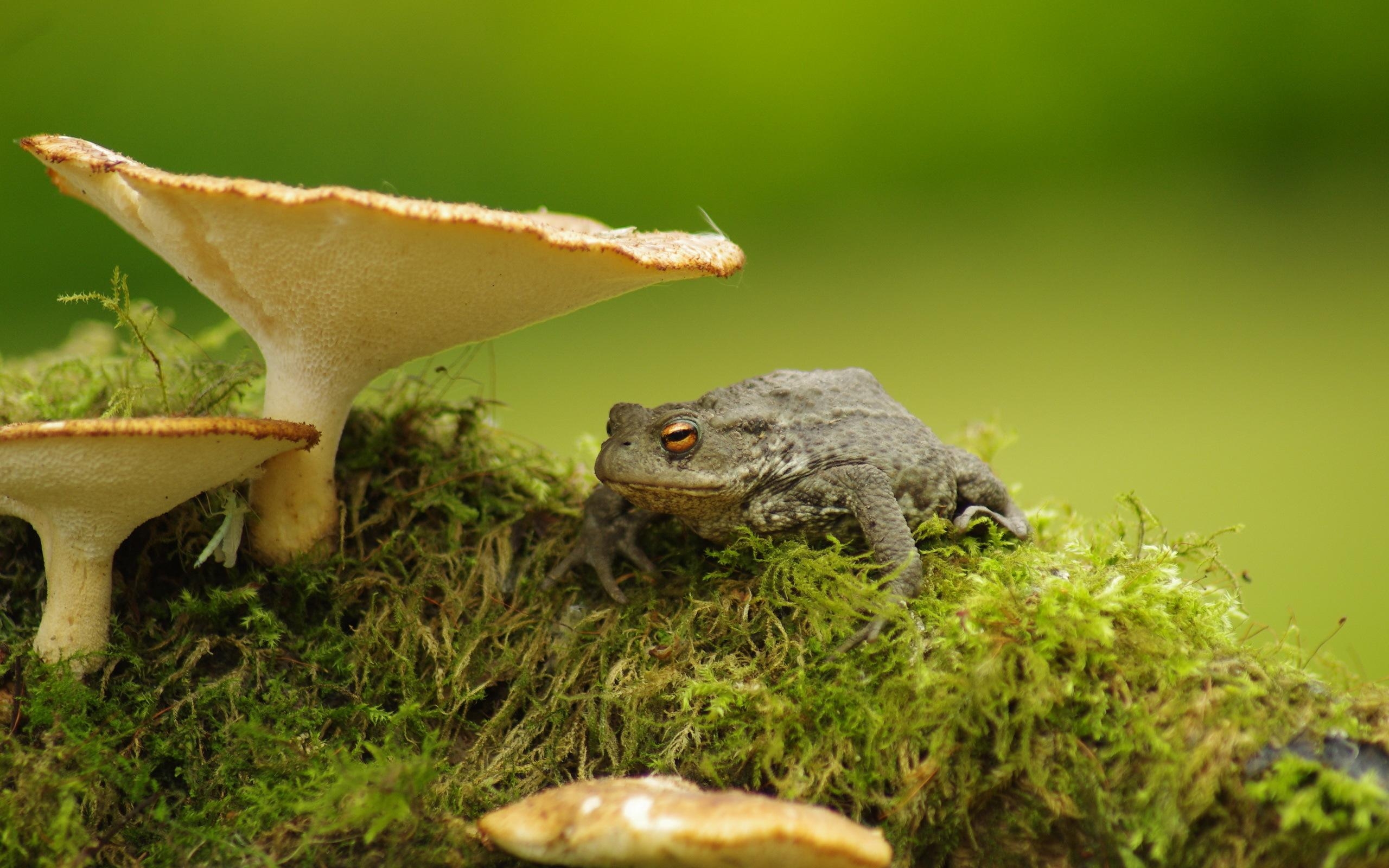 2560x1600 Toad HD Wallpaper and Background Image, Desktop