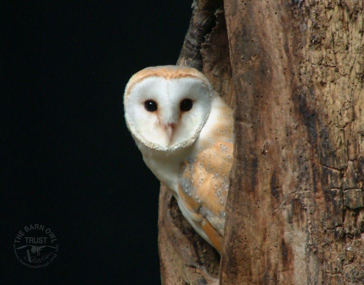 1170x920 Barn Owl Wallpaper [Melanie Lindenthal] Barn Owl Trust, Desktop