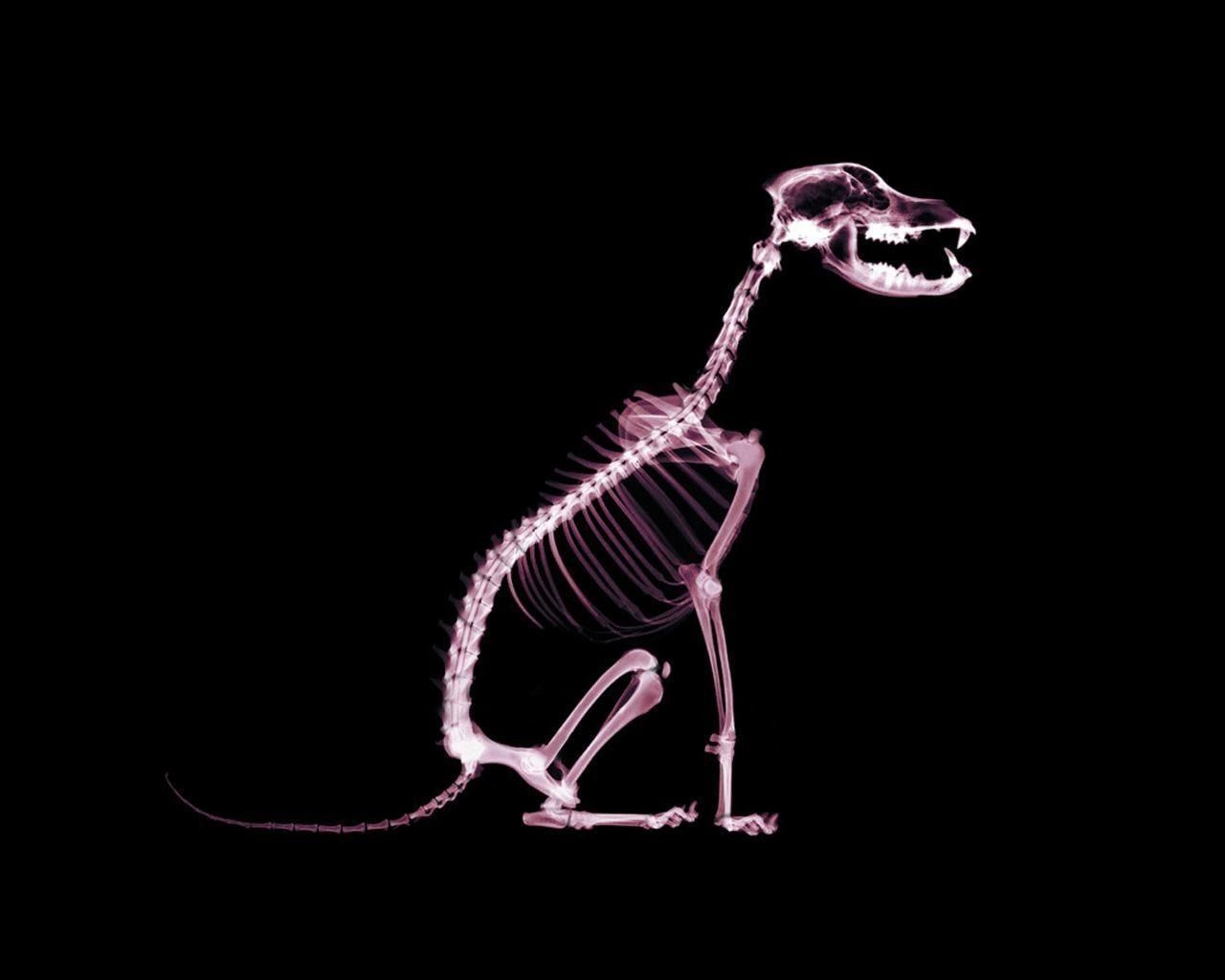 1280x1030 X Ray Dog, Desktop and mobile wallpaper, Desktop