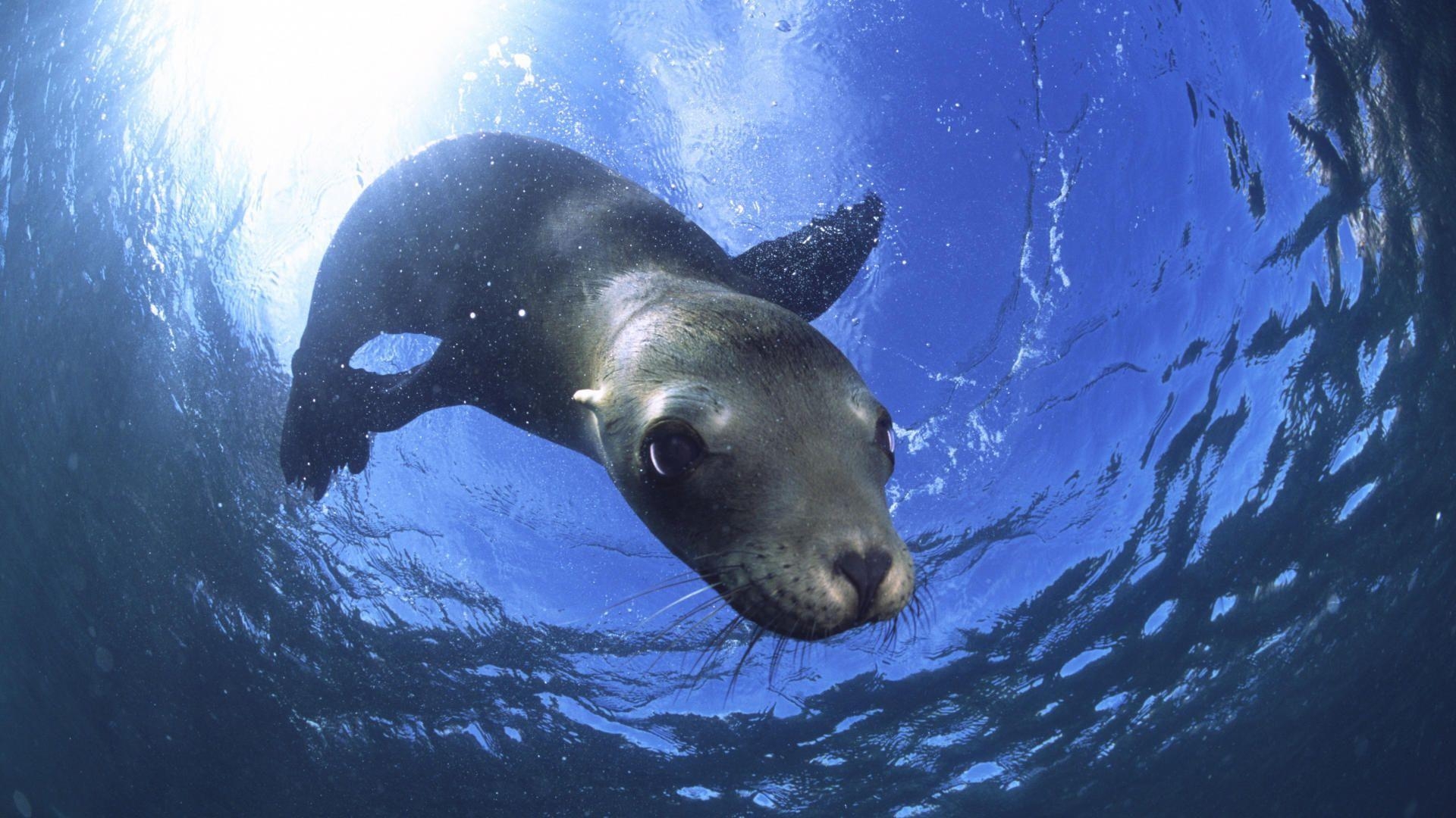 1920x1080 Animals: California Sea Lion, Baja California, Mexico, picture nr, Desktop