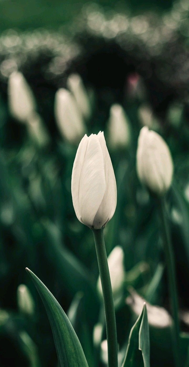 720x1400 tulip. White tulips, Beautiful flowers wallpaper, Tulips, Phone