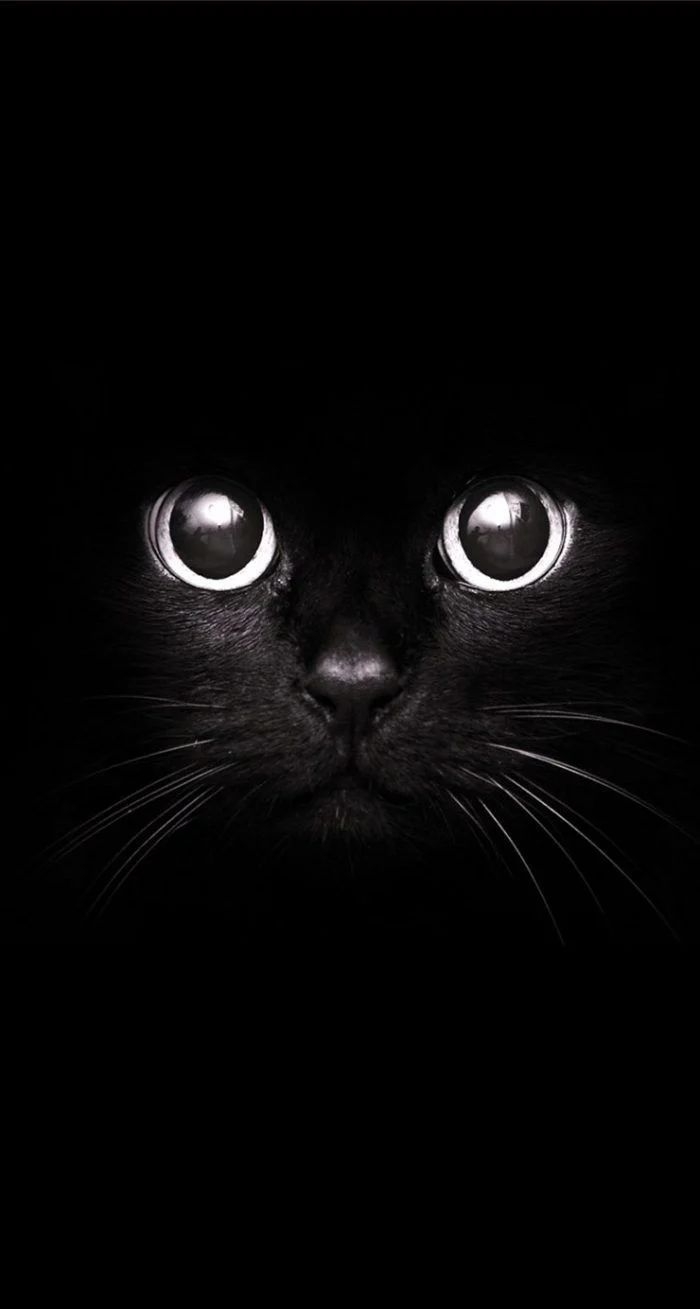 700x1310 Cool Black Cat Wallpaper. Cat wallpaper, Cats, Black cat aesthetic, Phone