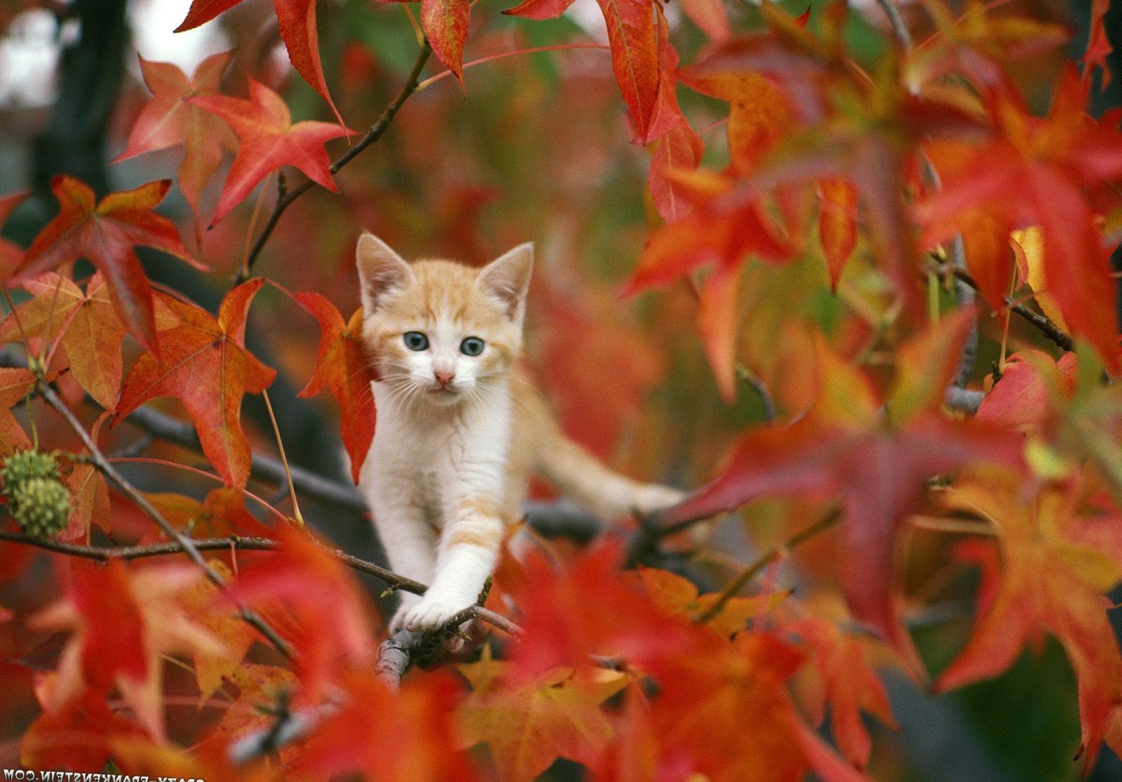 1600x1120 Goldish Cat On Autumn Wallpaper HD / Desktop and Mobile Background, Desktop