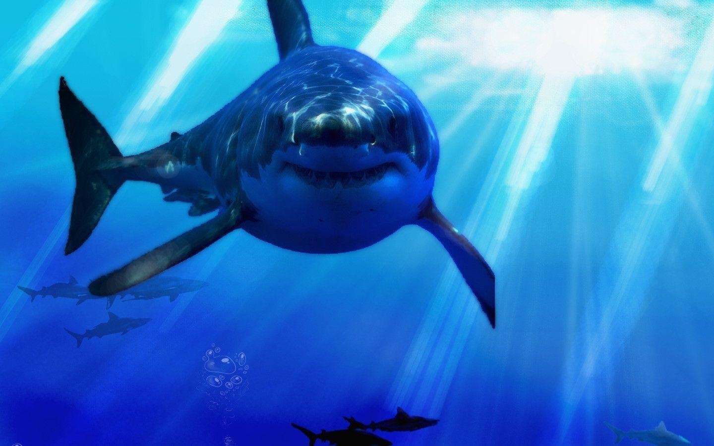 1440x900 Shark Wallpaper 1005  px, Desktop