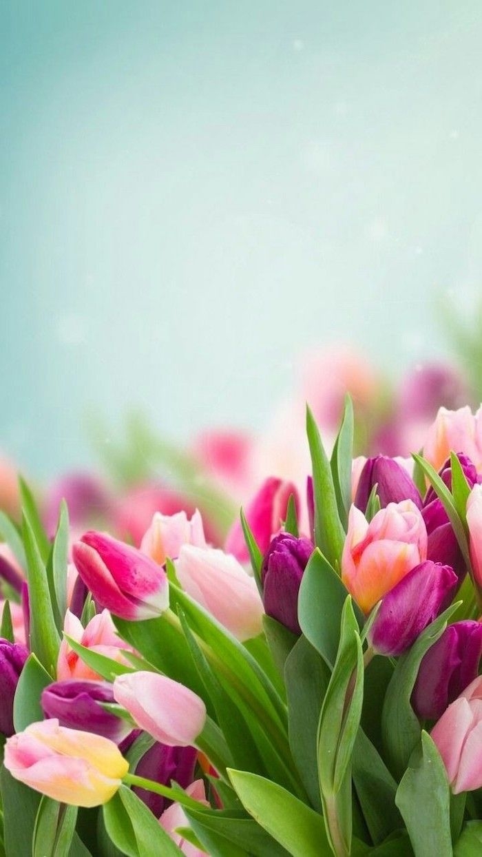 700x1250 pink purple and yellow tulips, blurred background, phone wallpaper, happy spring image. Spring flowers wallpaper, Tulips garden, Flower picture, Phone