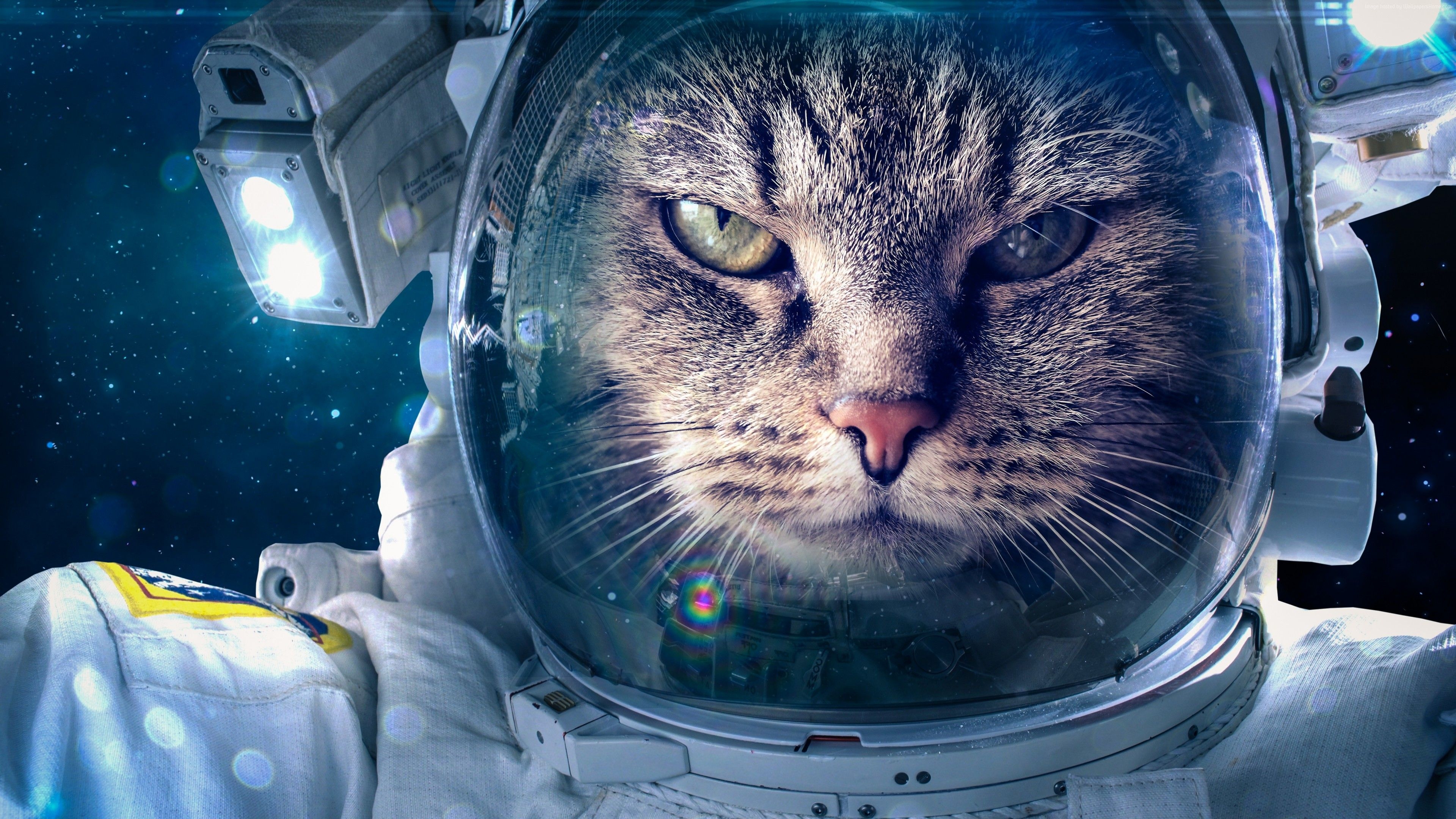 3840x2160 Stock Image Astronaut, Funny animals, Cat, 4K, 5K, Stock Image Wallpaper Download Resolution 4K Wallpaper, Desktop