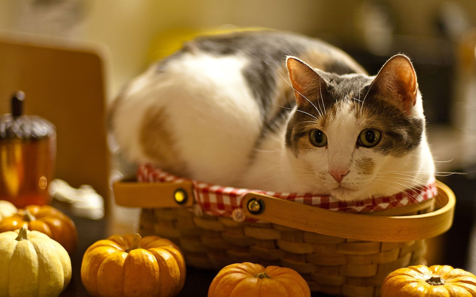 1920x1200 Thanksgiving Cat Wallpaper Free Thanksgiving Cat Background, Desktop