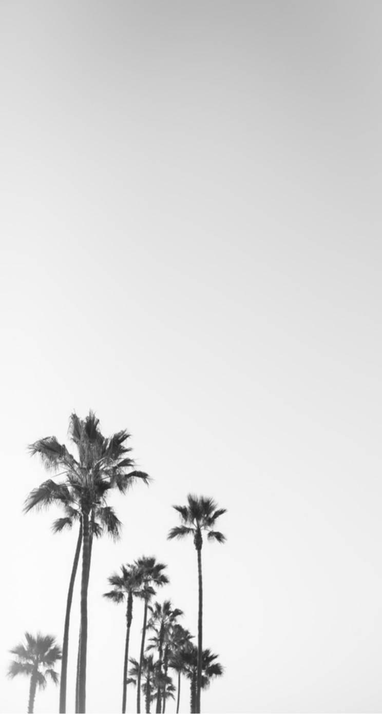 750x1400 Palm Tree iPhone Wallpaper, Phone