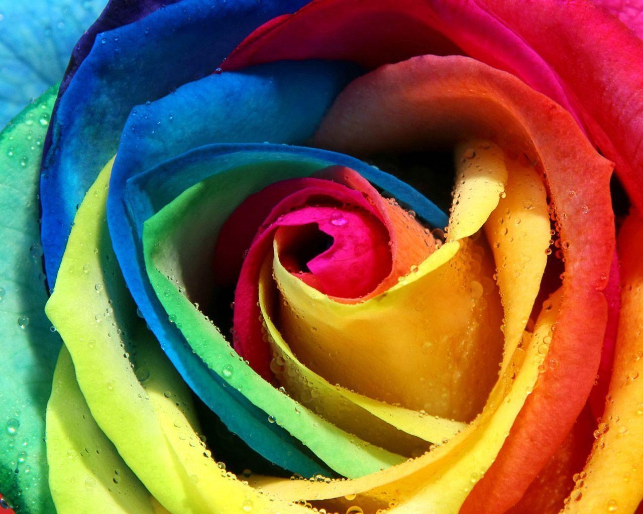 1280x1030 Colourful rose Wallpaper Wallpaper 14338, Desktop