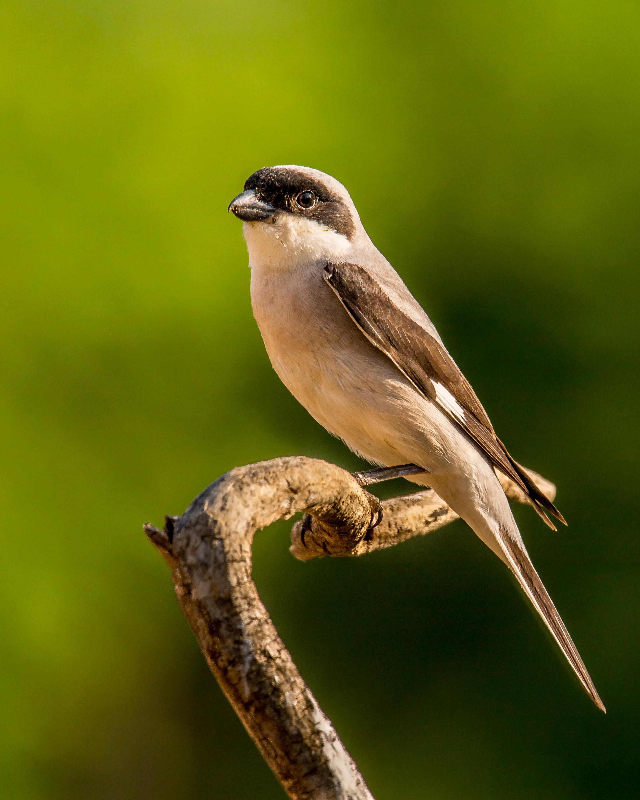 2620x3270 Gray and black Sparrow bird on top tree branch, lesser grey, Phone