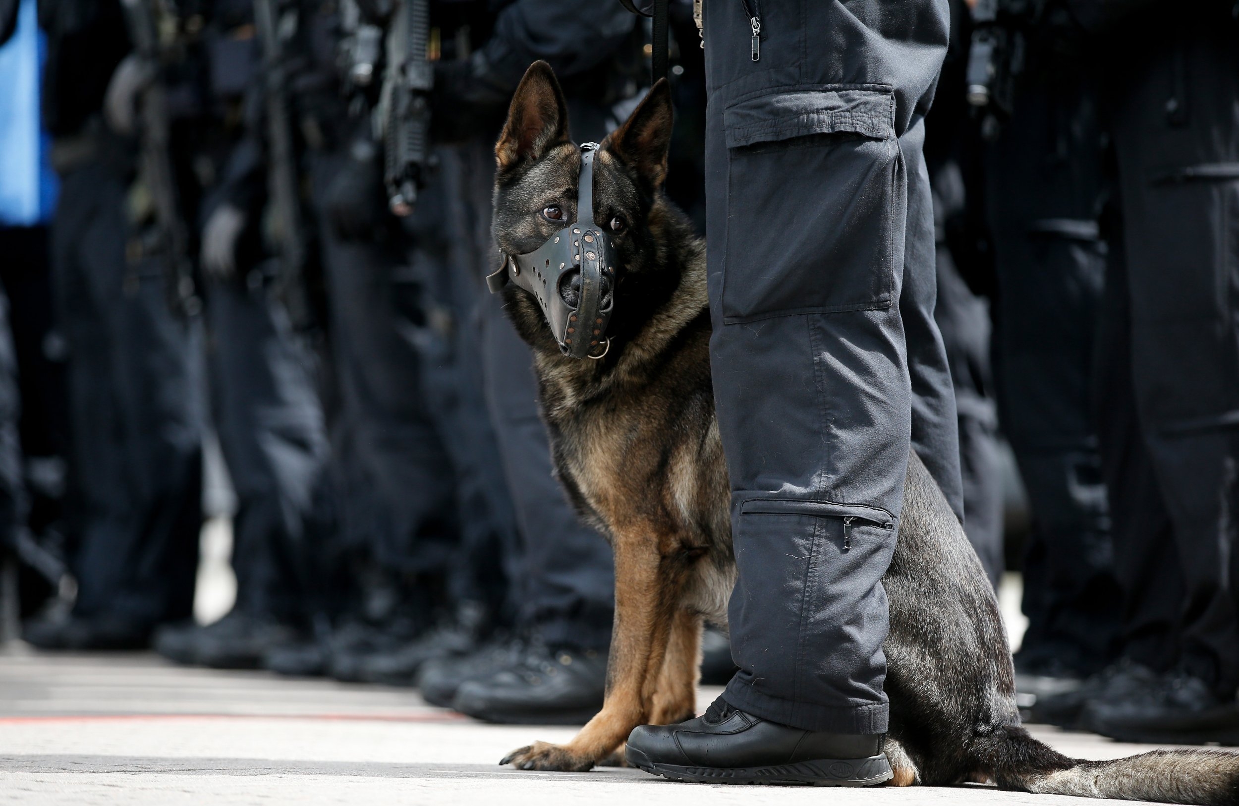 2500x1630 Police Dog, Desktop