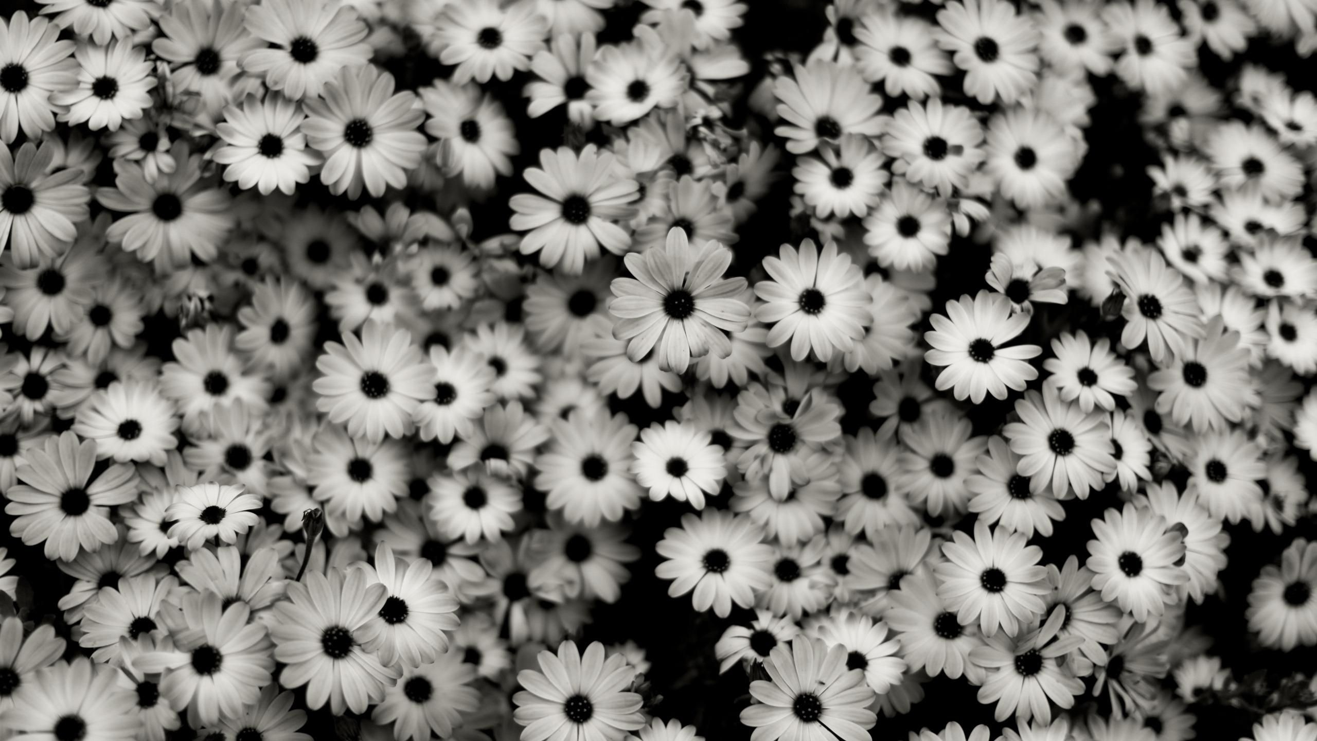 2560x1440 Black And White Vintage Wallpaper For Mac #QXeT5. Hello wallpaper, Desktop