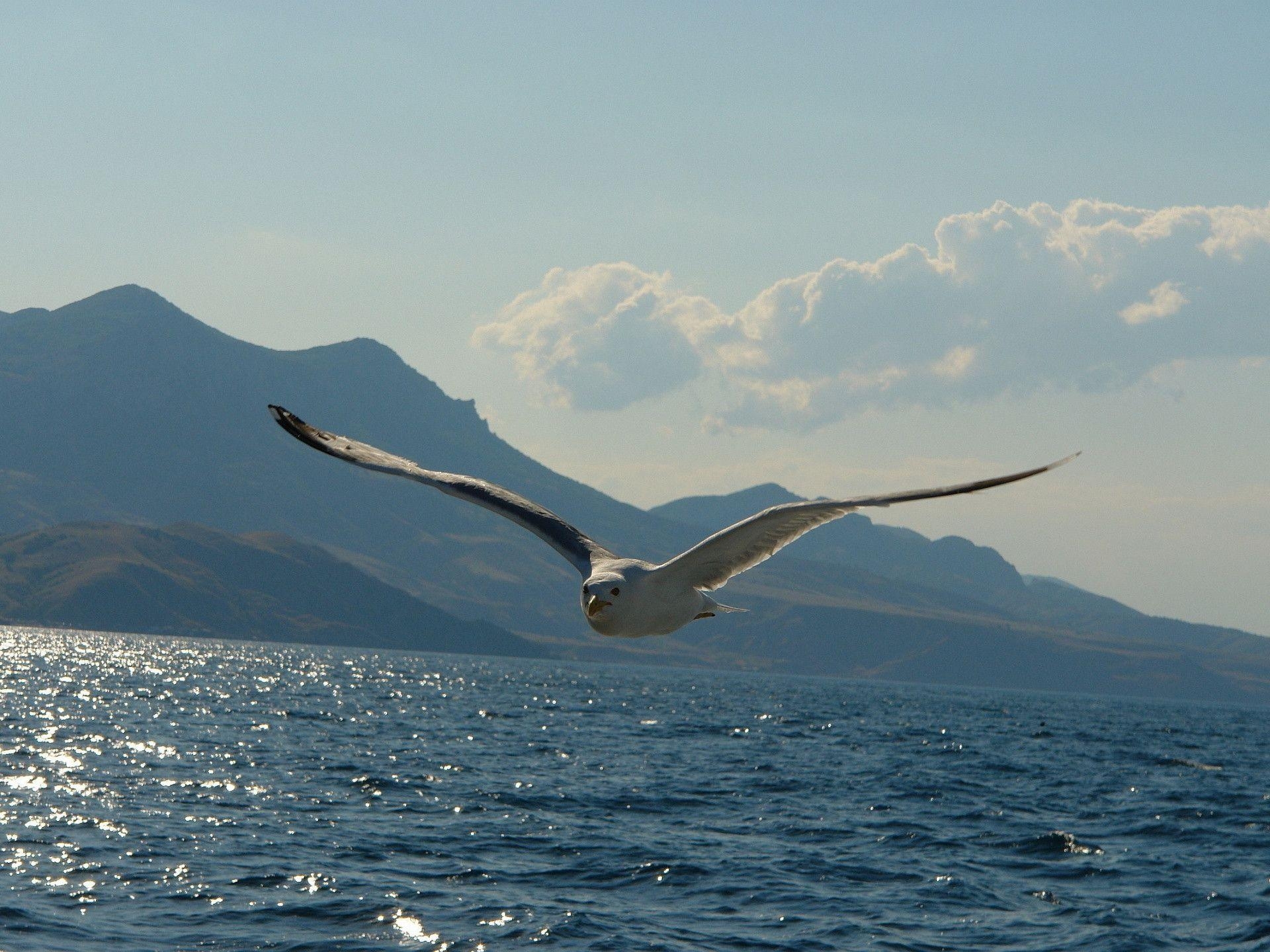 1920x1440 Flying Seagull Wallpaper, Desktop