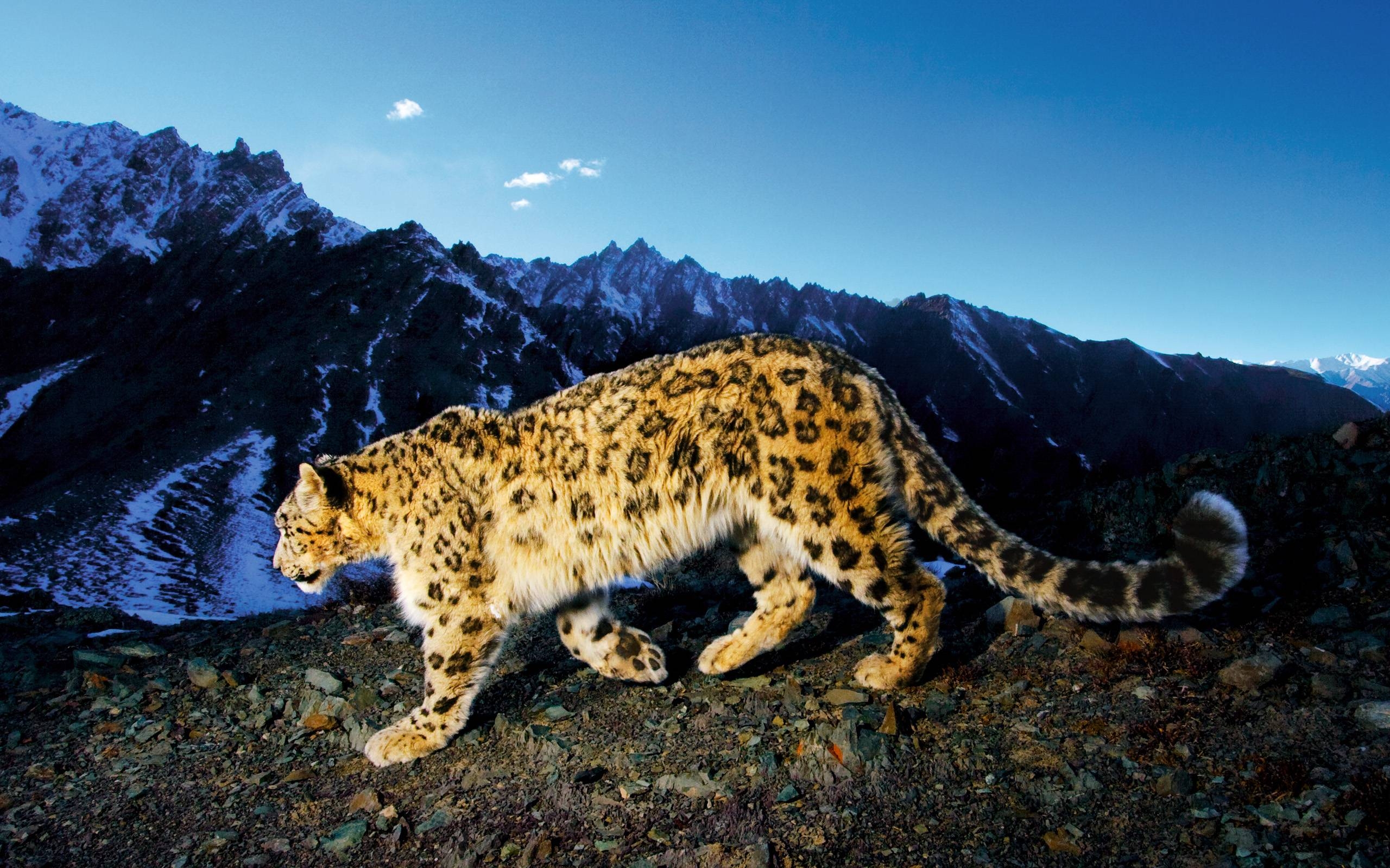 2560x1600 Wallpaper For Mac Os X Snow Leopard 4084 Wallpaper. Free Coolz, Desktop