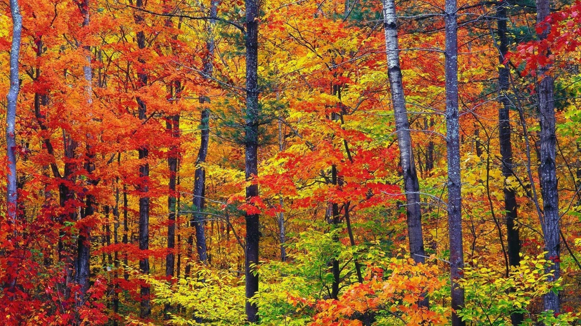 1920x1080 Nature colors new hampshire wallpaper, Desktop