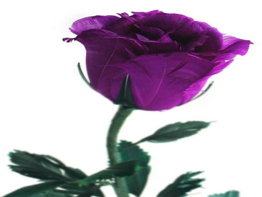 1030x770 Purple Rose Wallpaper 110981 Best HD Wallpaper. Wallpaiper, Desktop