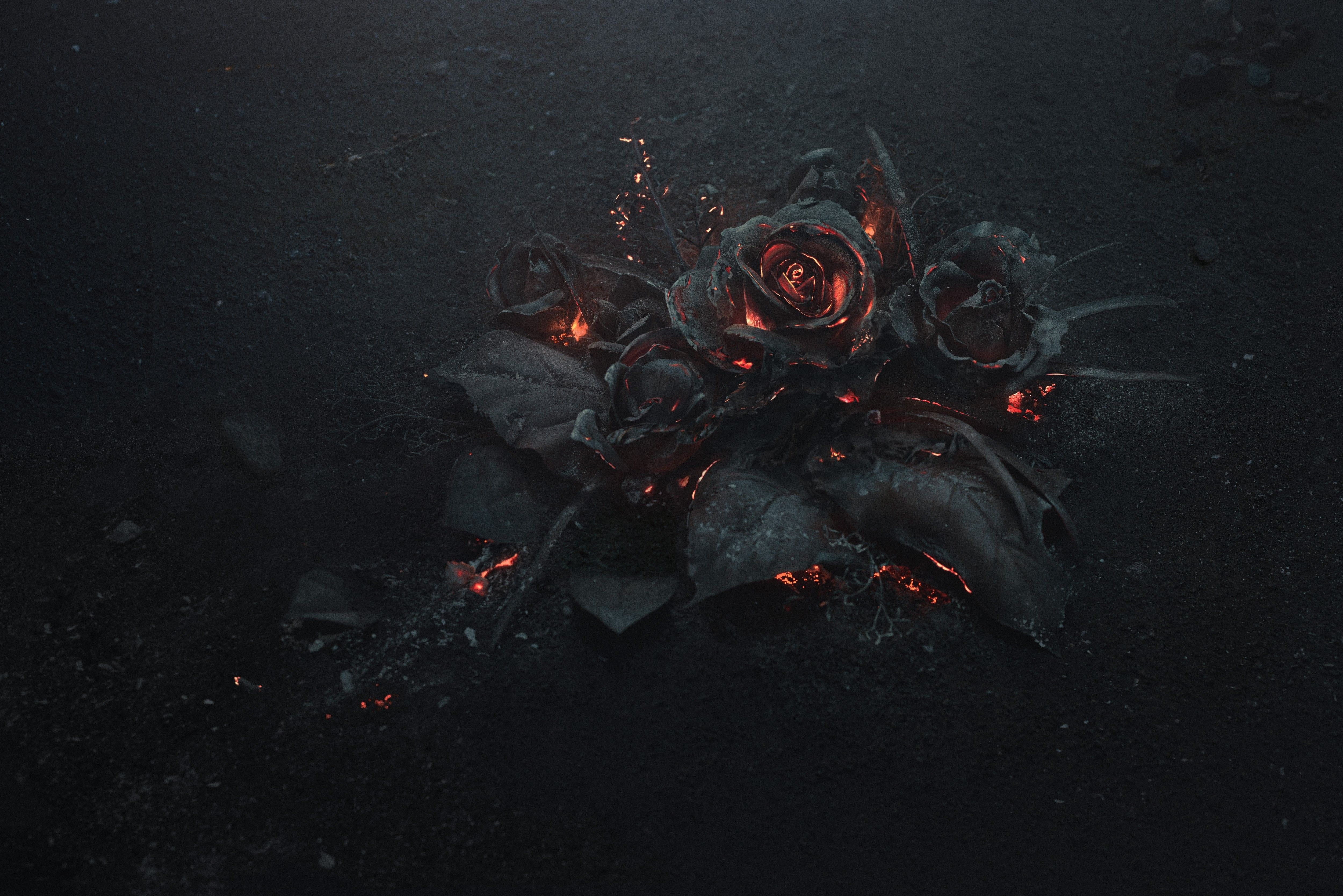 5000x3340 Burning Roses 5k, HD Flowers, 4k Wallpaper, Image, Background, Photo and Picture, Desktop