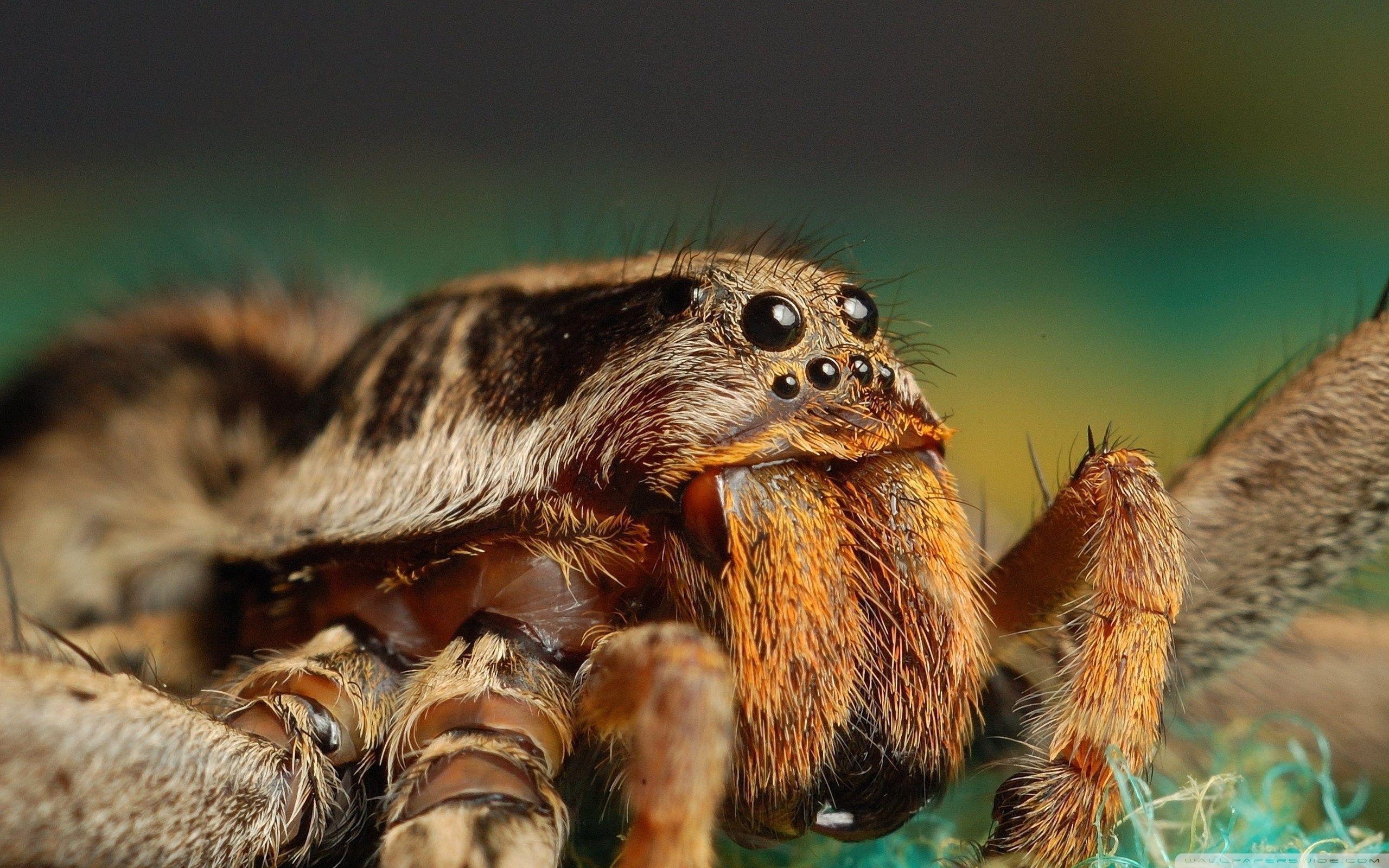 2560x1600 Tarantula Spider HD desktop wallpaper, High Definition, Desktop