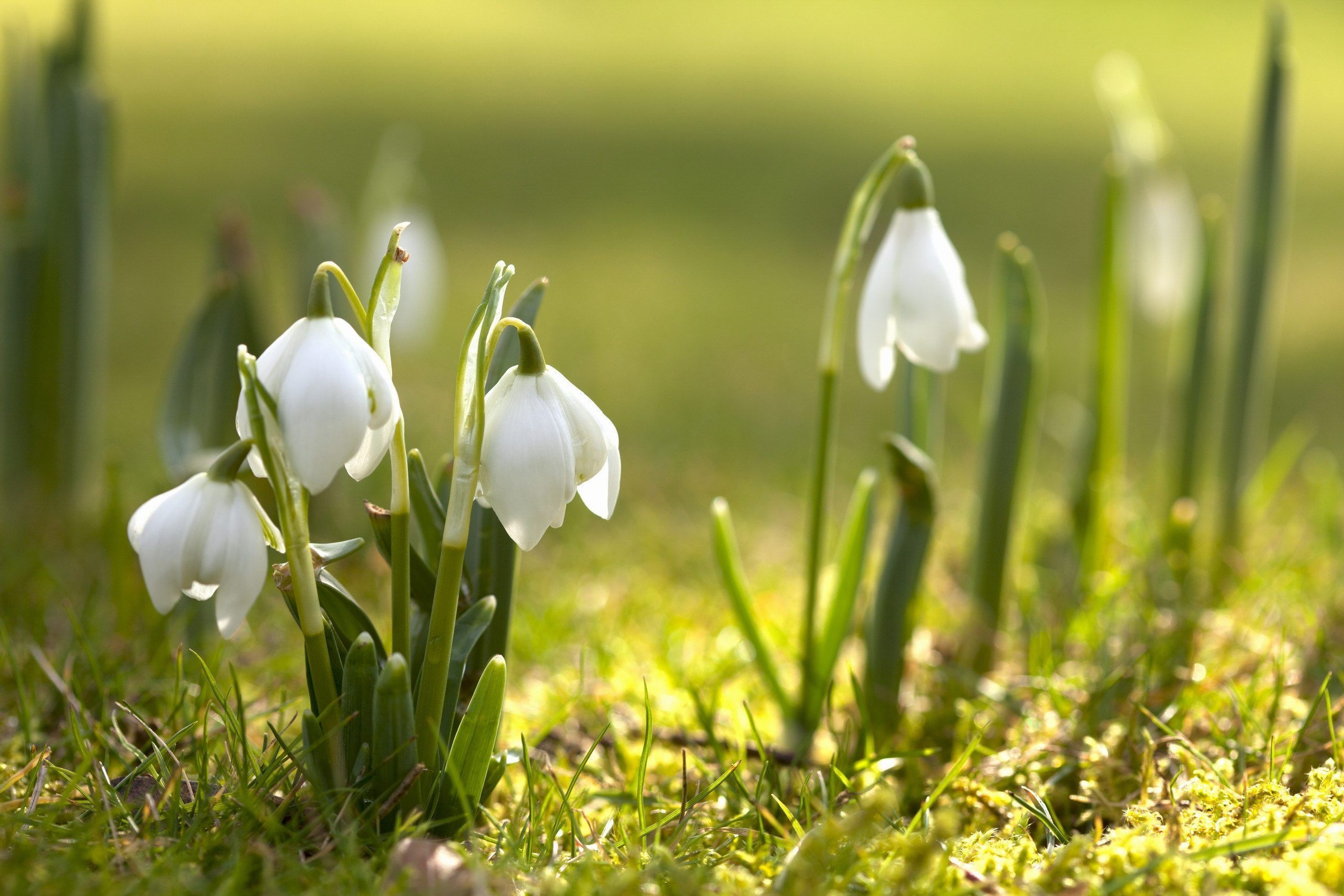 2560x1710 Newest Spring Photo and Picture, Spring 4K Ultra HD Wallpaper, Desktop