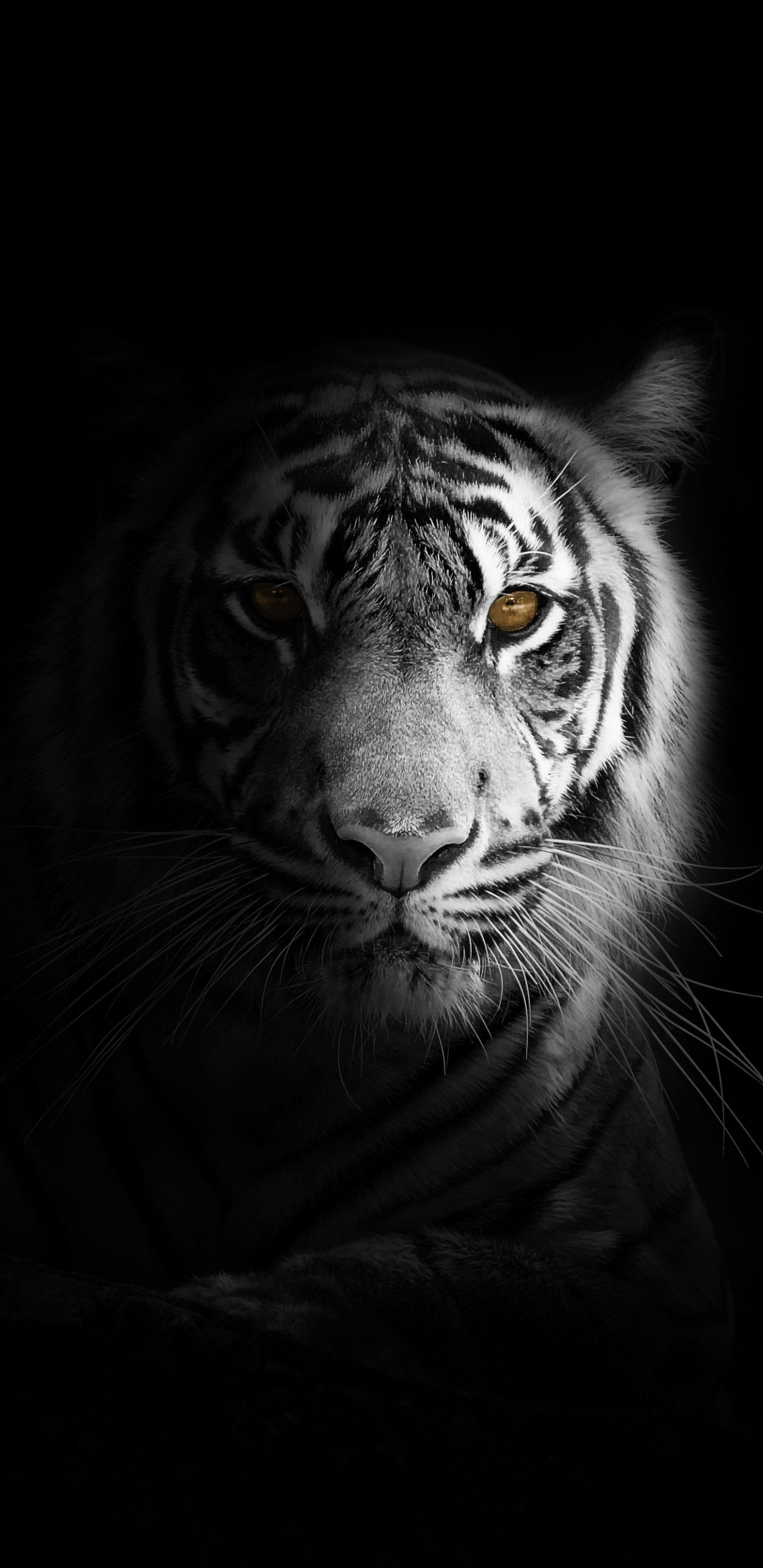 1440x2960 Download Portrait, minimal, white tiger, dark wallpaper,, Phone