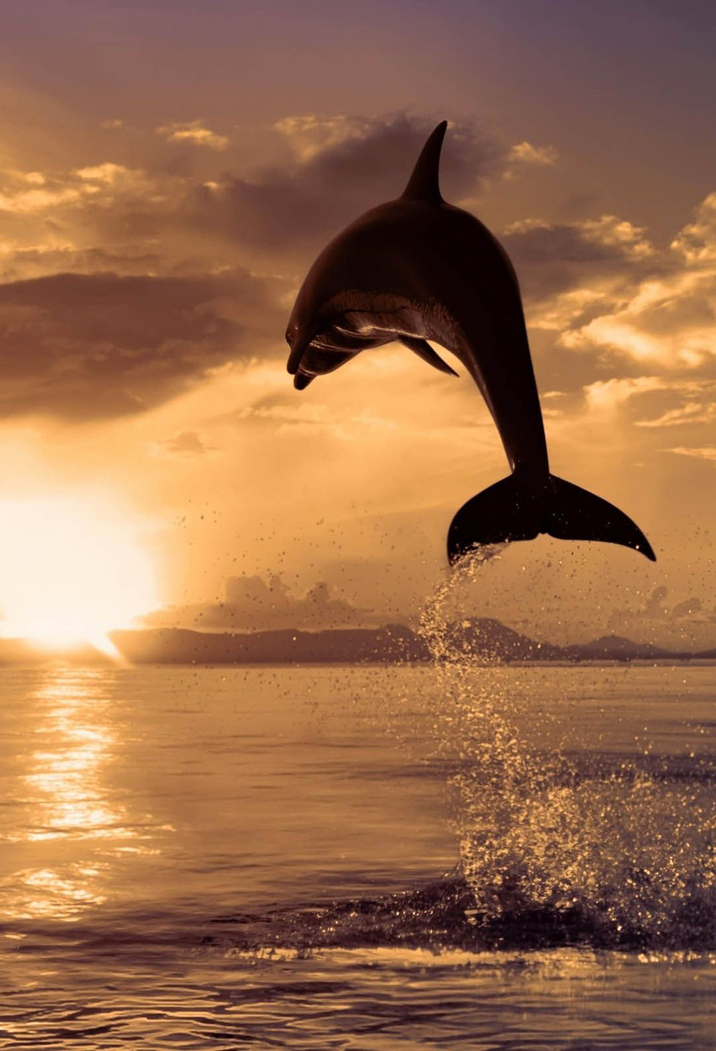 1040x1530 Jumping Dolphin Wallpaper for iPhone 11, Phone