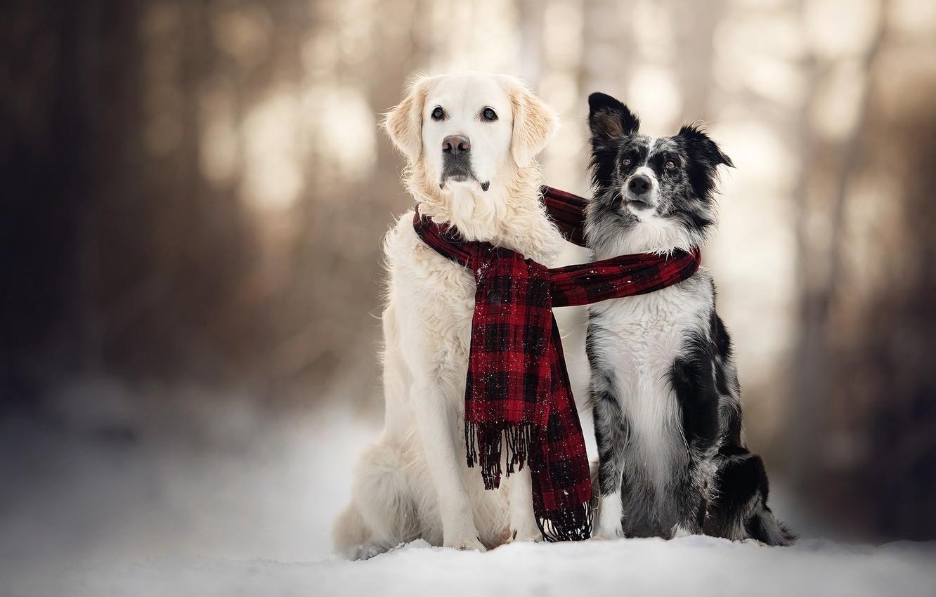 1340x850 Wallpaper winter, dogs, snow, scarf, pair, two dogs image for desktop, section собаки, Desktop