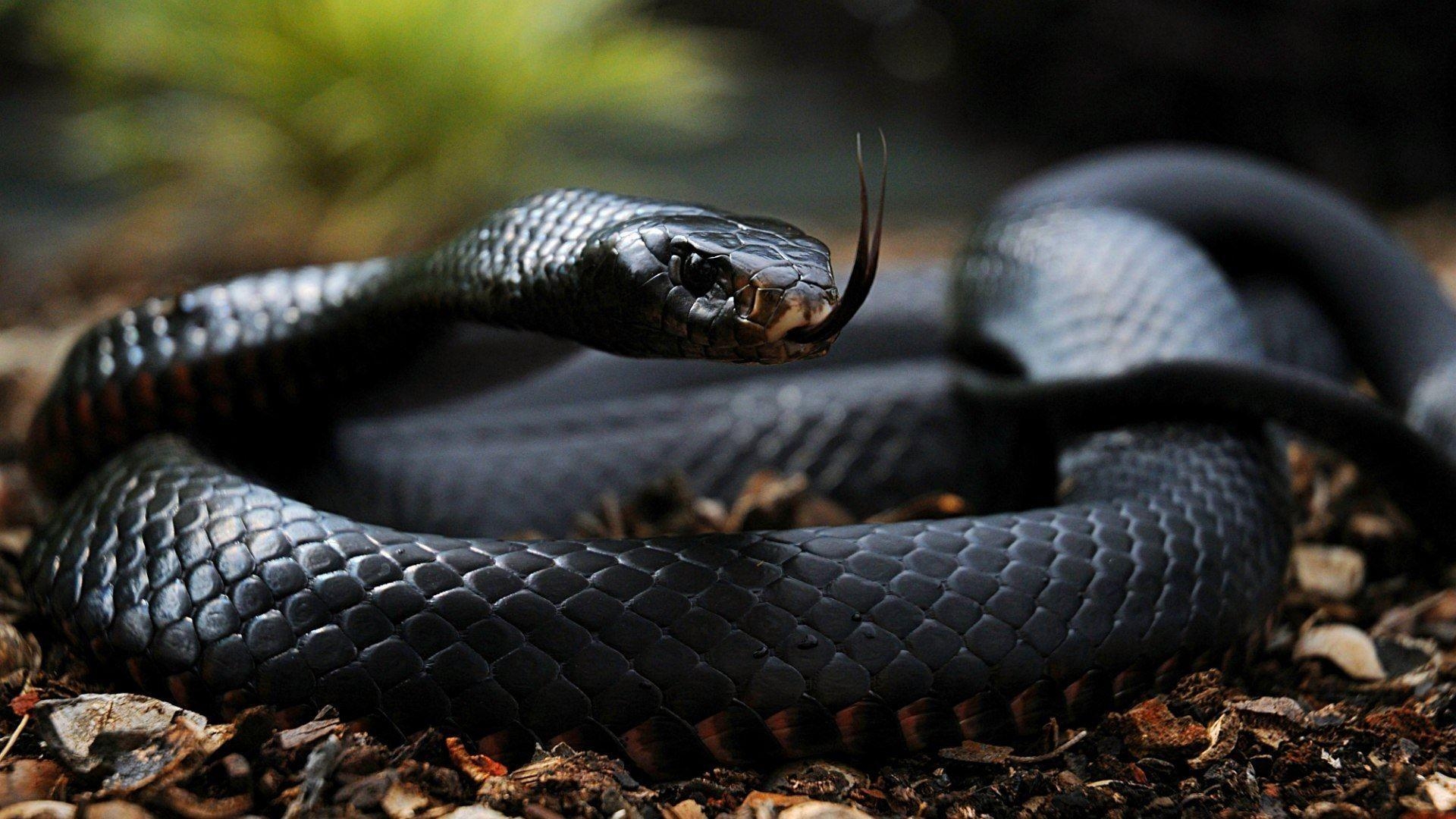 1920x1080 High Quality Black Mamba Wallpaper. Full HD Picture, Desktop