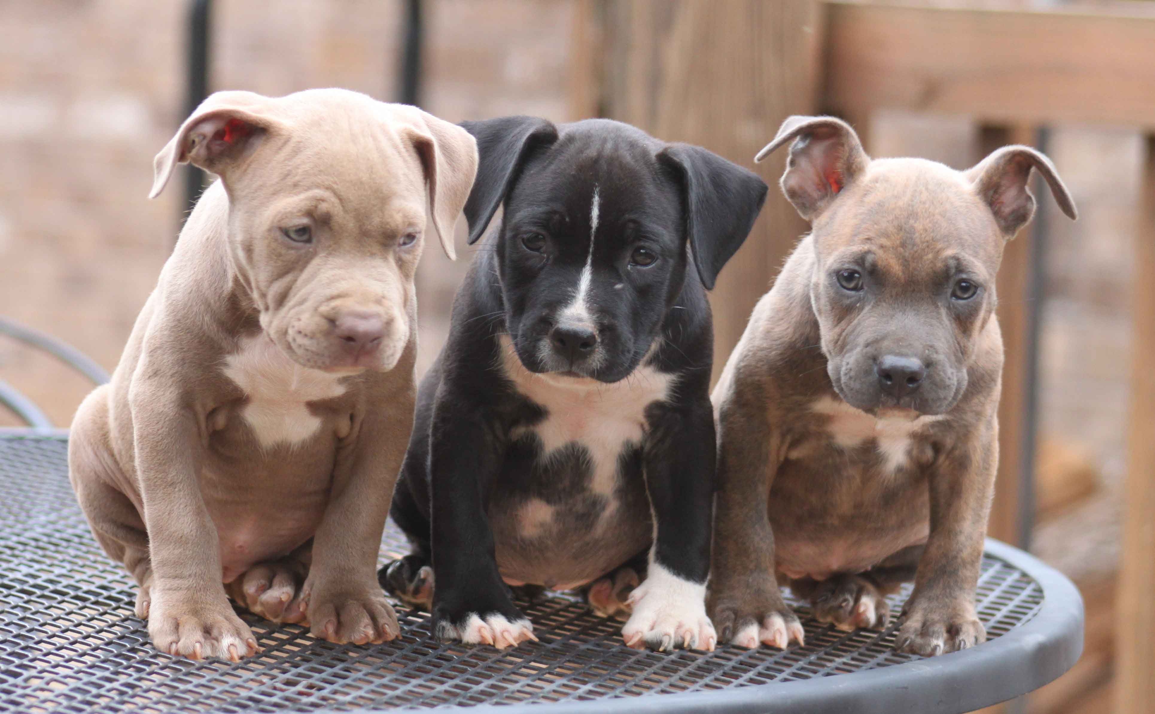 3870x2390 Pitbull Puppies Desktop Wallpaper HD Free Wallpaper HD, Desktop