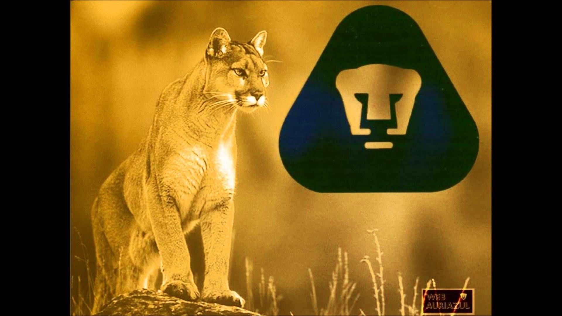 1920x1080 Swanmoor Haylage \u2013 pumas unam wallpaper 2013, Desktop