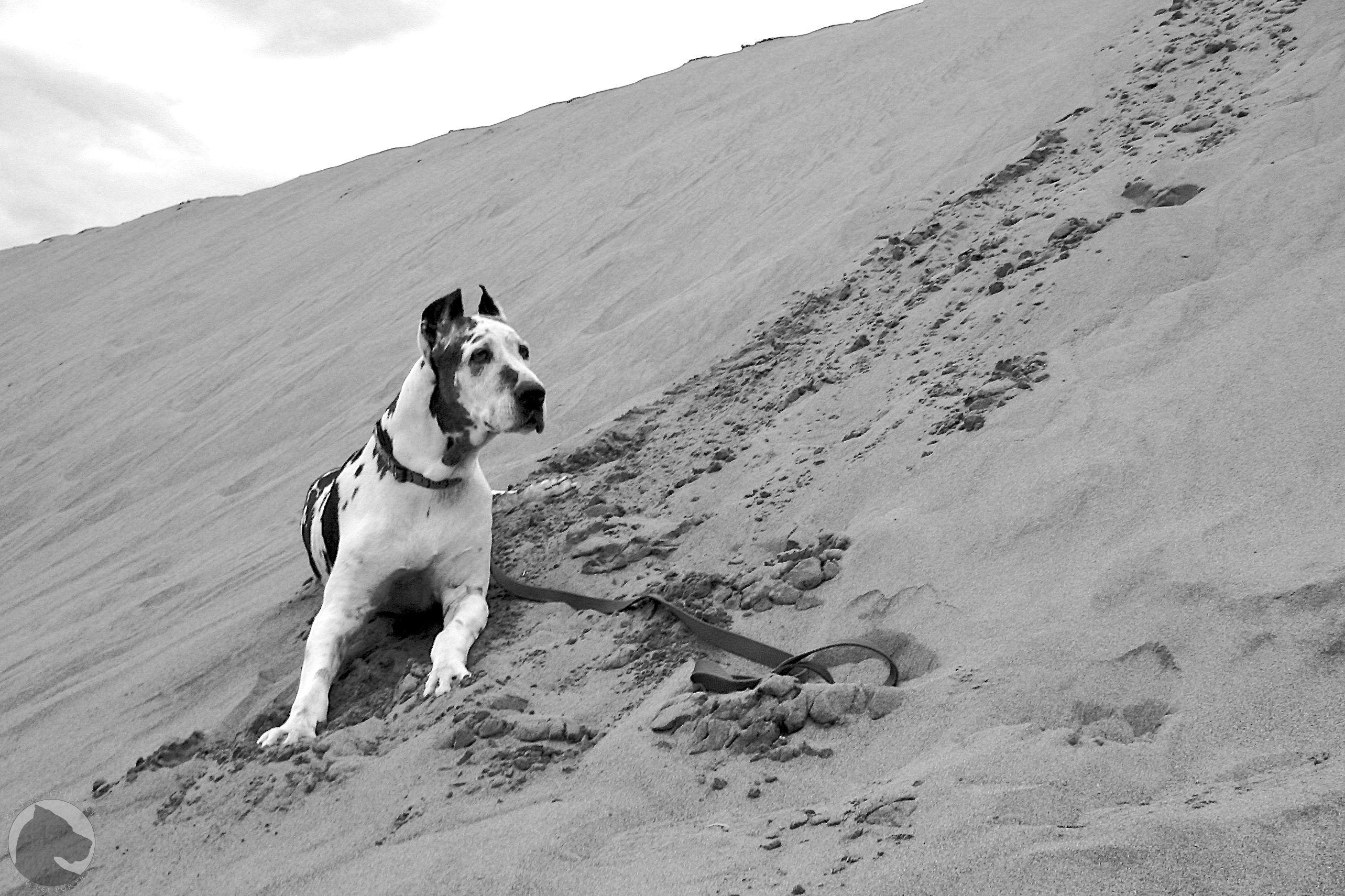 2570x1710 Great Sand Dunes National Park and Preserve. Bark Cheese! Blog, Desktop