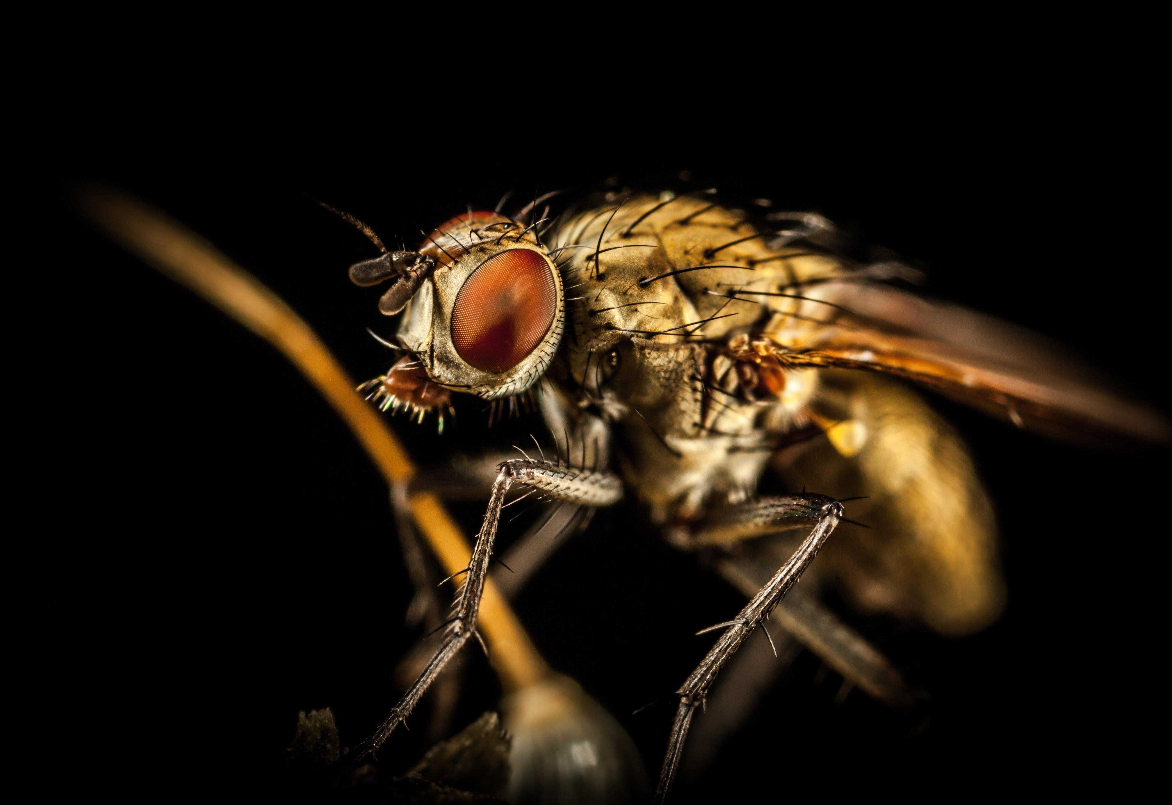 4030x2770 Macro Photography Of Housefly · Free, Desktop