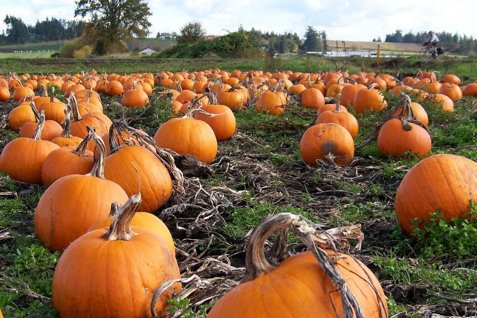 1630x1080 Best HD Pumpkin Patch Wallpaper, Desktop