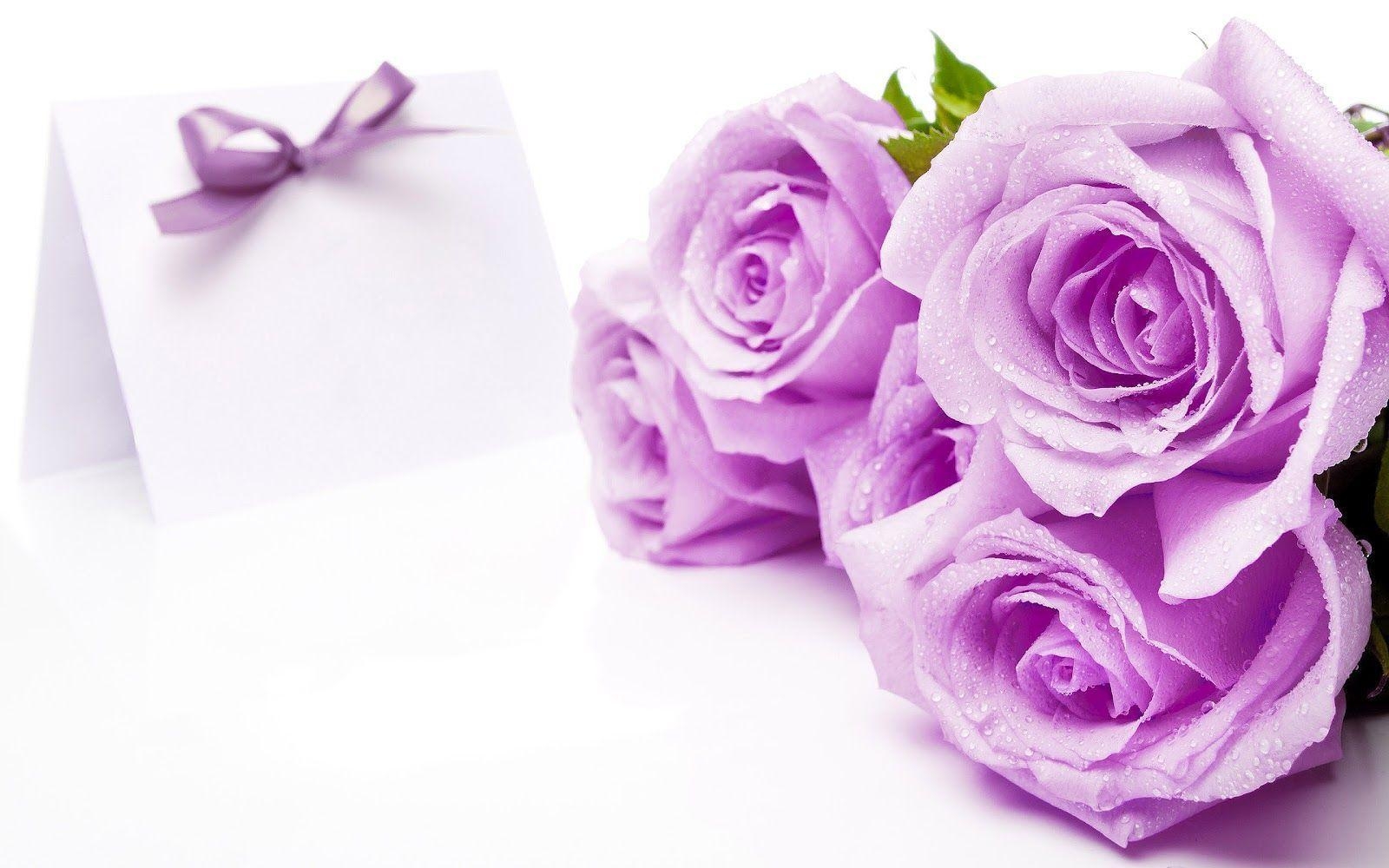 1600x1000 Flowers For > Beautiful Purple Roses Wallpaper, Desktop