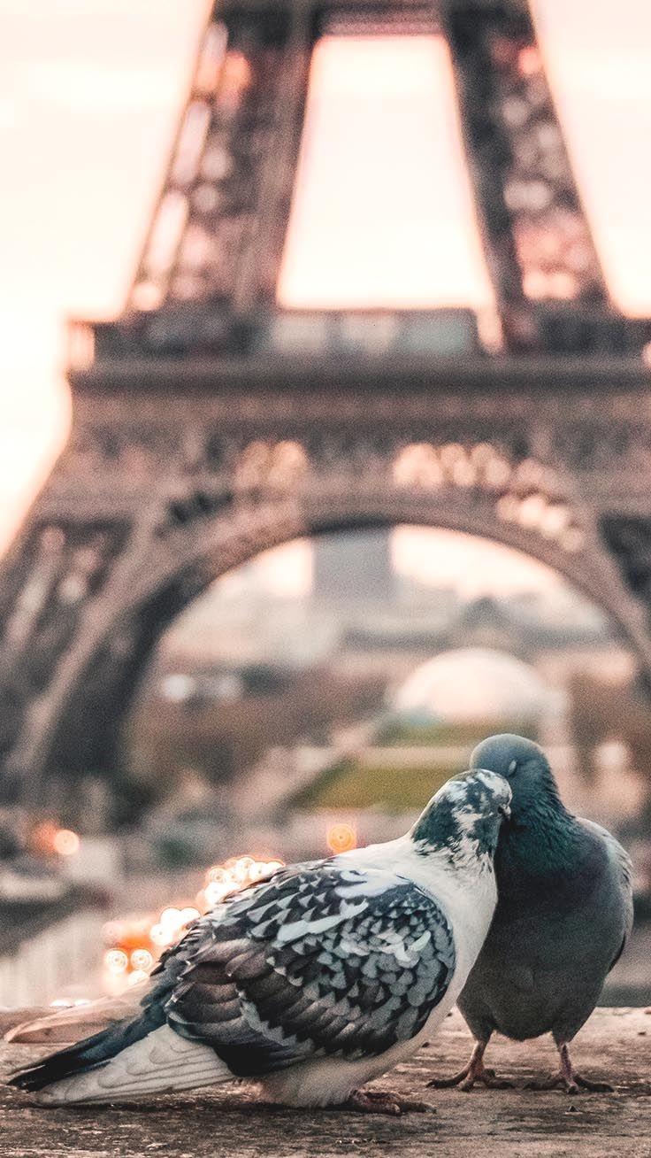 740x1310 Ooh La La Paris iPhone Xs Max.preppywallpaper.com, Phone