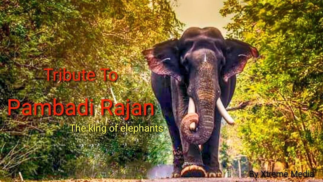 1280x720 Pambadi Rajan tribute. The king of elephants, Desktop