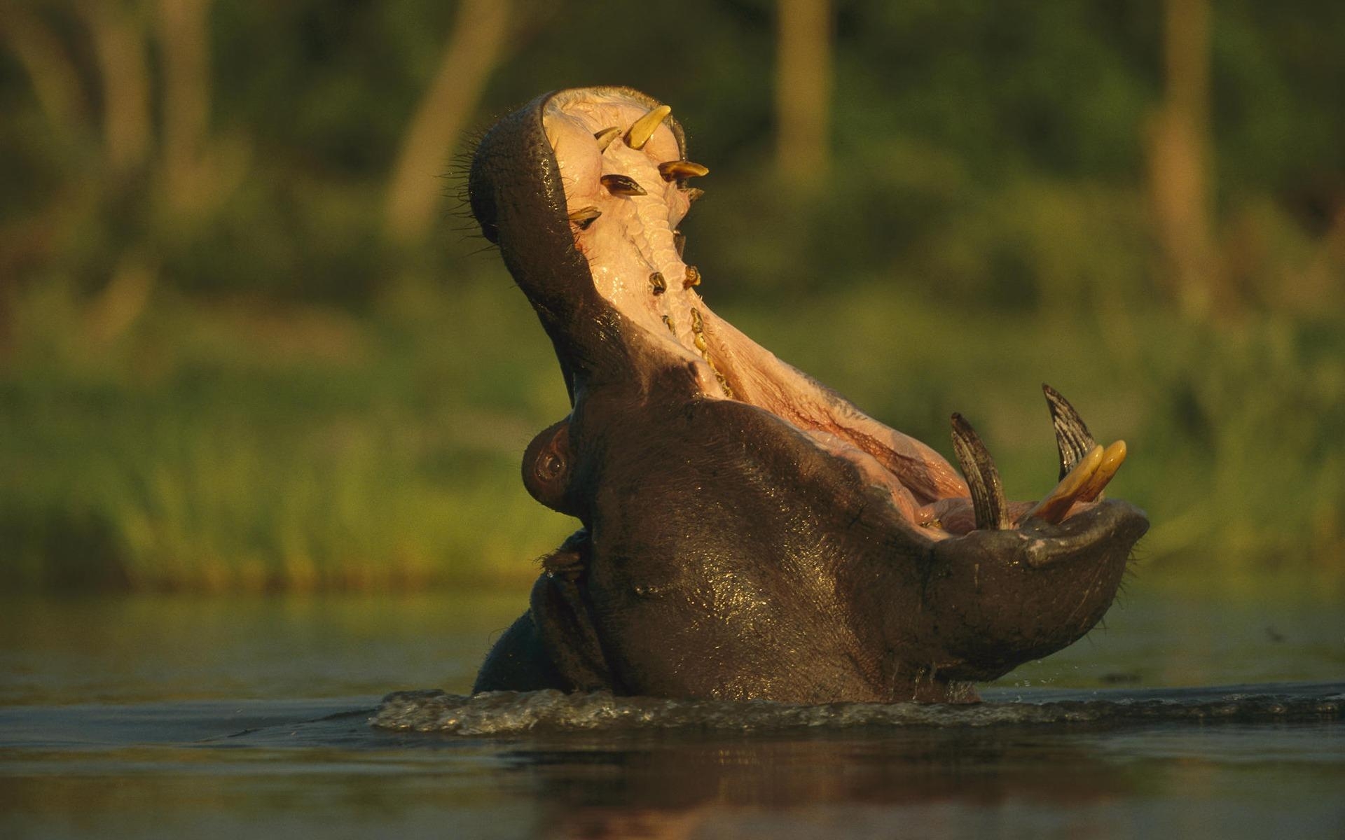 1920x1200 Hippopotamus Wallpaper Other Animals Wallpaper in jpg format, Desktop