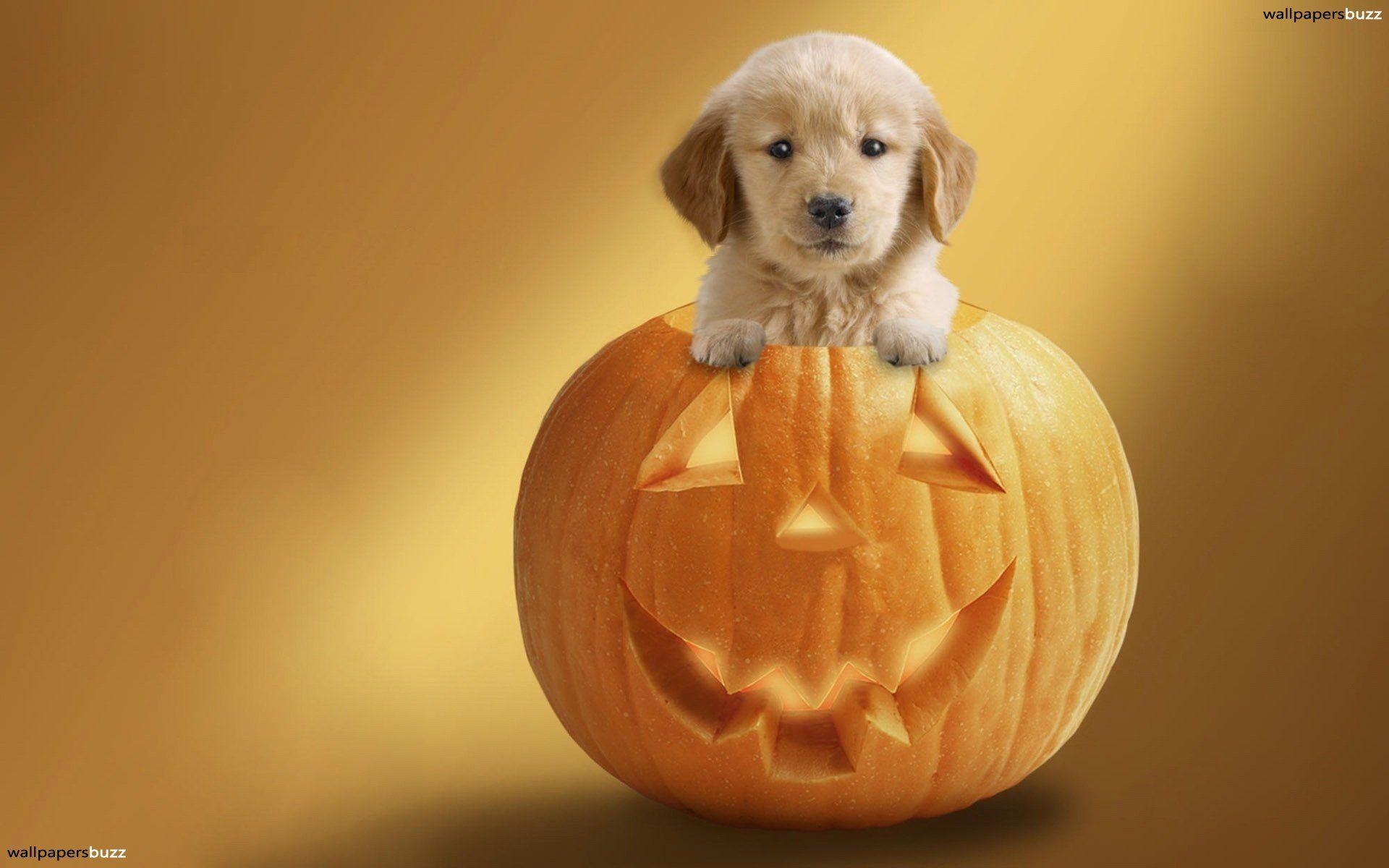 1920x1200 Cute puppy on a pumpkin HD Wallpaper, Desktop