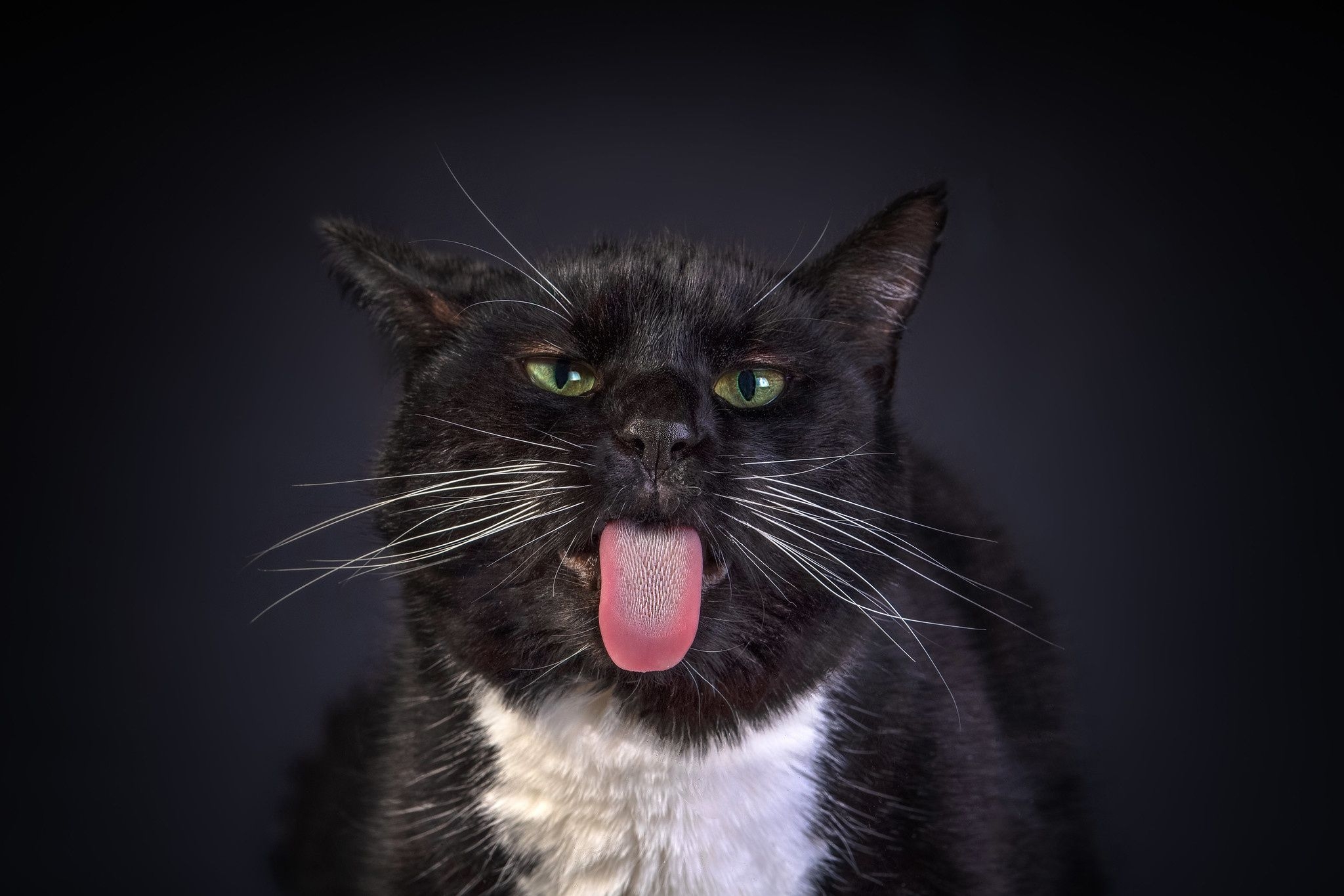 2050x1370 Desktop Wallpaper Cats Funny Black Tongue Whiskers animal, Desktop