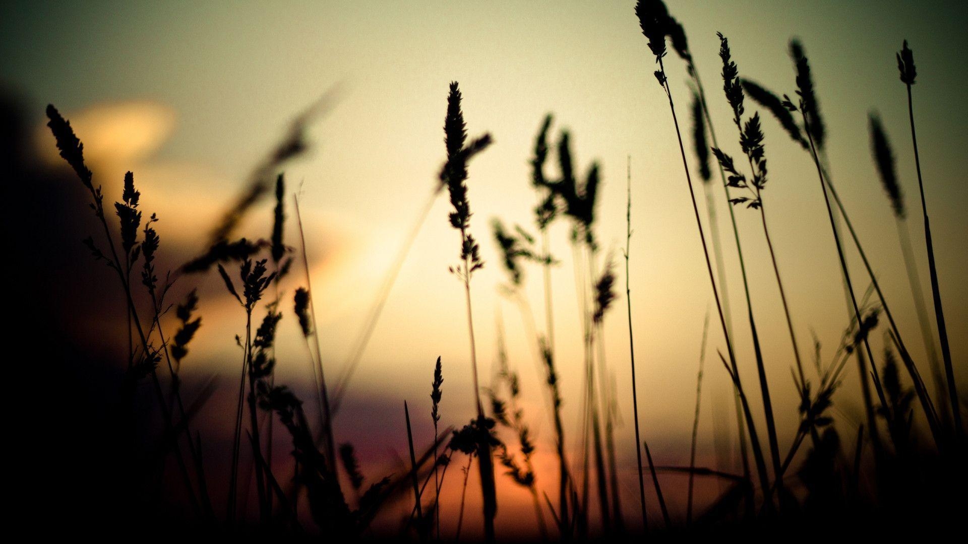 1920x1080 Nice Grass Silhouette Wallpaper Background Wallpaper, Desktop