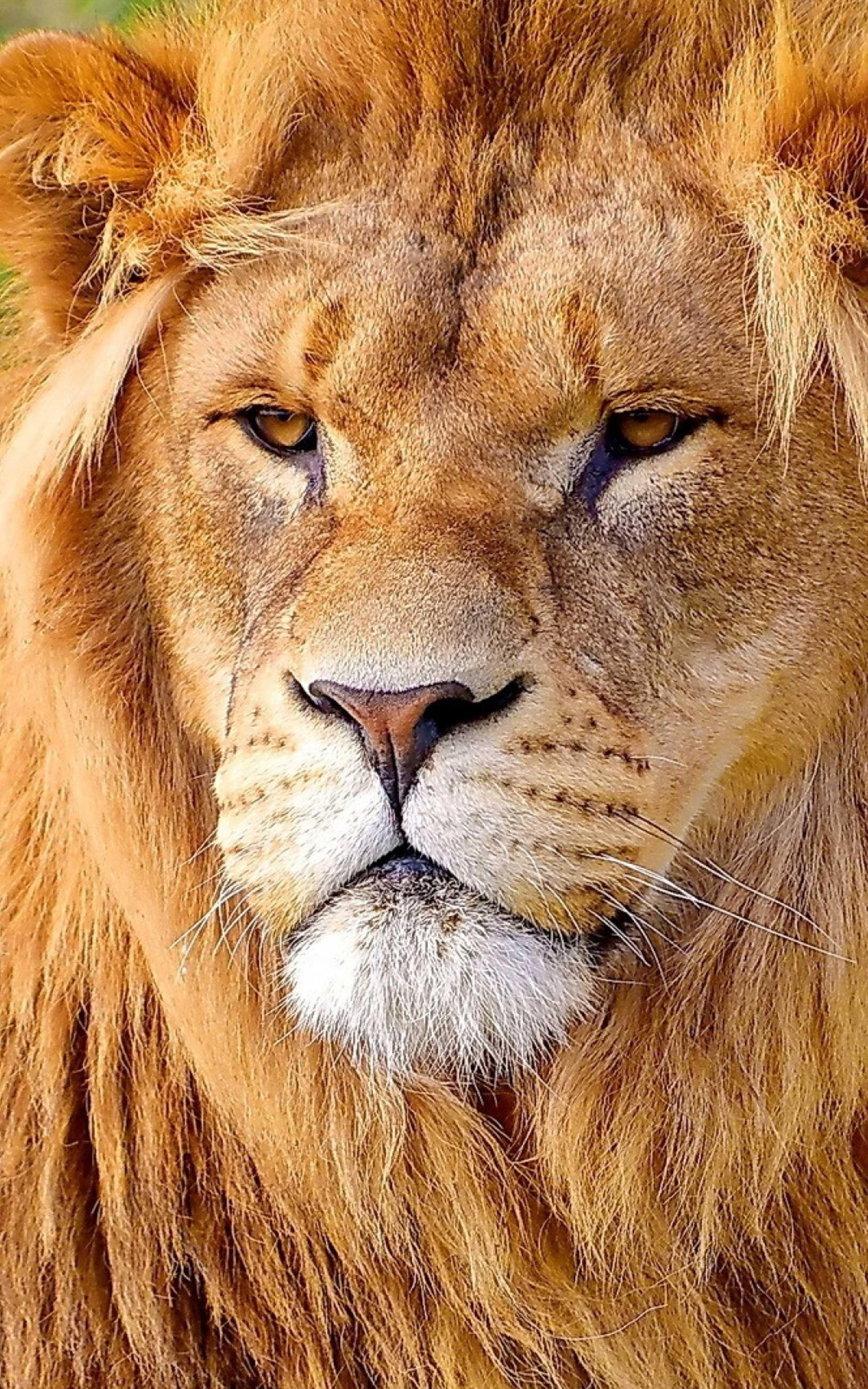 2400x3840 Lion Wallpaper Free HD Wallpaper, Phone