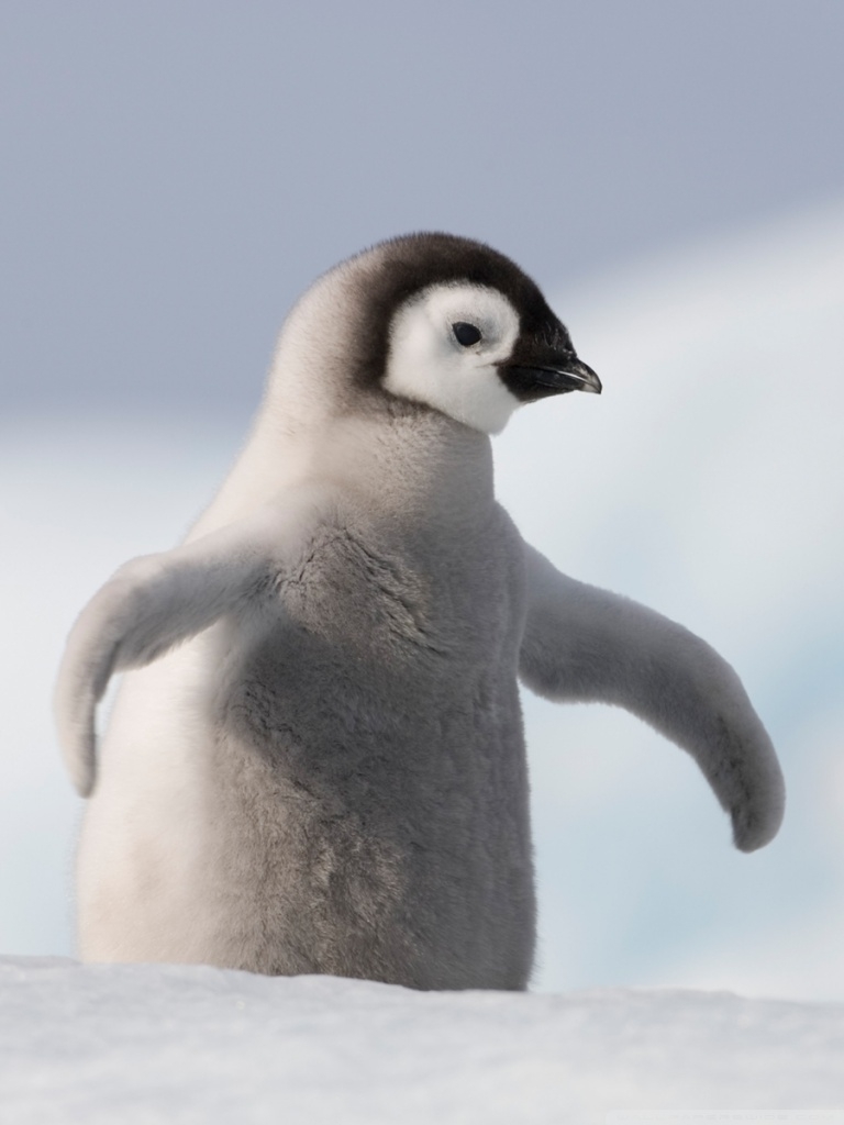 770x1030 Free download Baby Penguin Antarctica, Phone