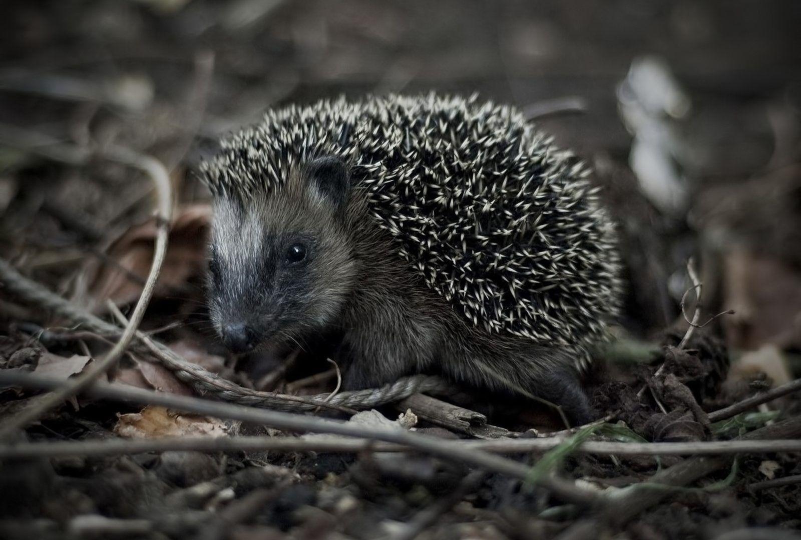 1600x1080 Animals: Monochrome Animals Hedgehogs Outdoors Wild Animal, Desktop