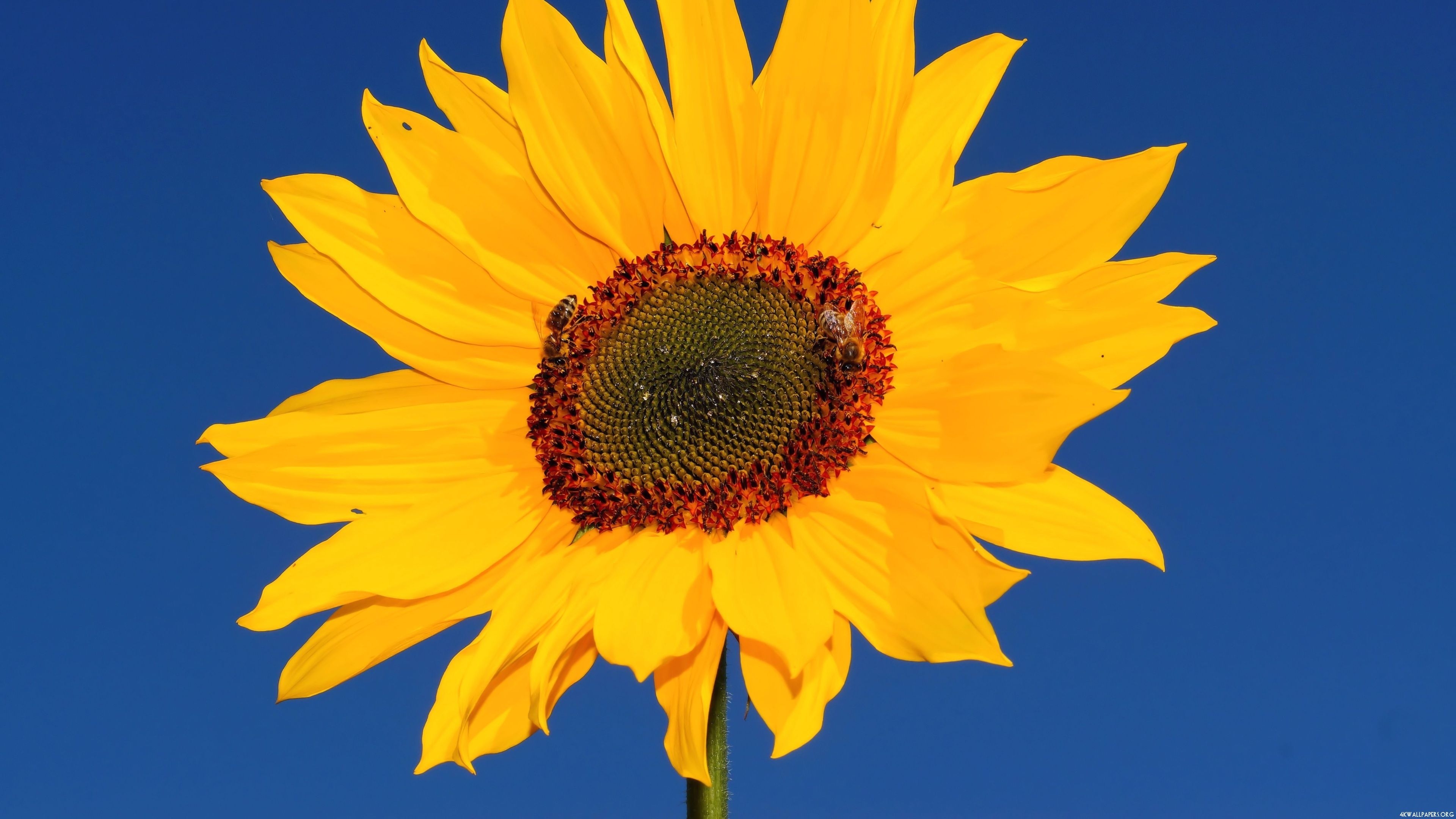 3840x2160 4K Sunflower Wallpaper, Desktop